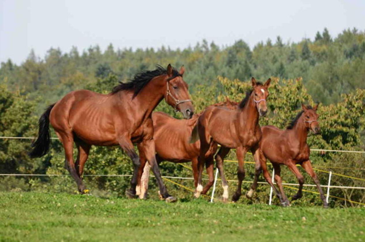 Farma Bojov - JK Paganini foto 2