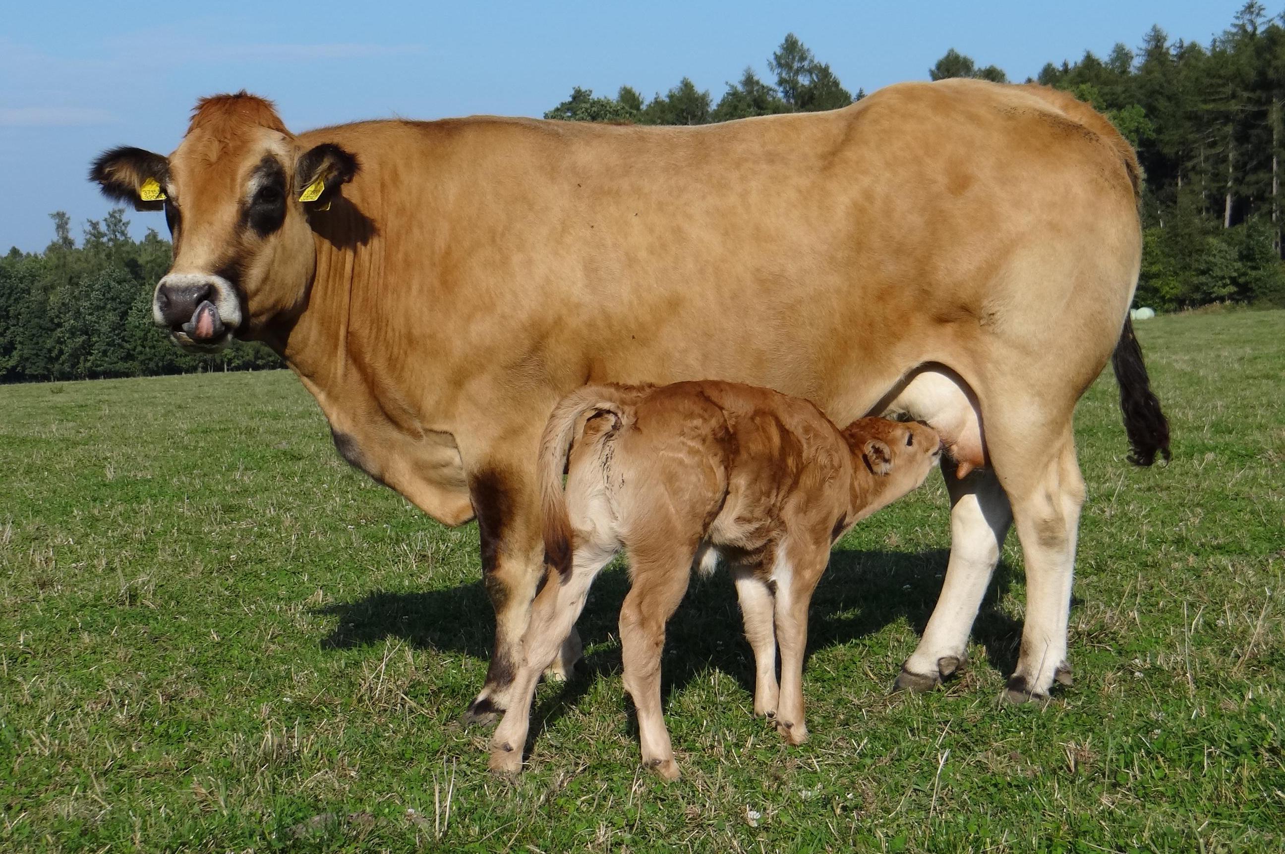 Řeznictví a uzenářství Milan Novotný, s.r.o.