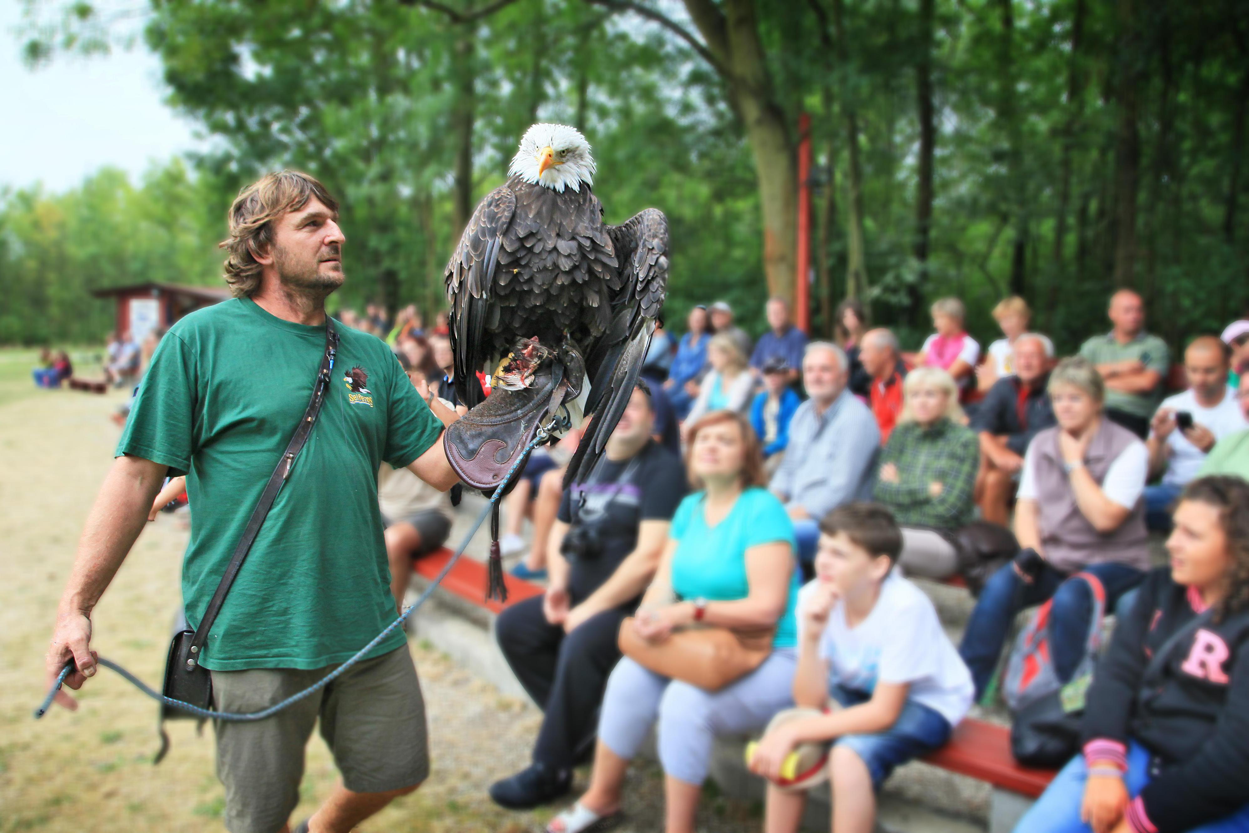 Dravci Lednice SEIFEROS