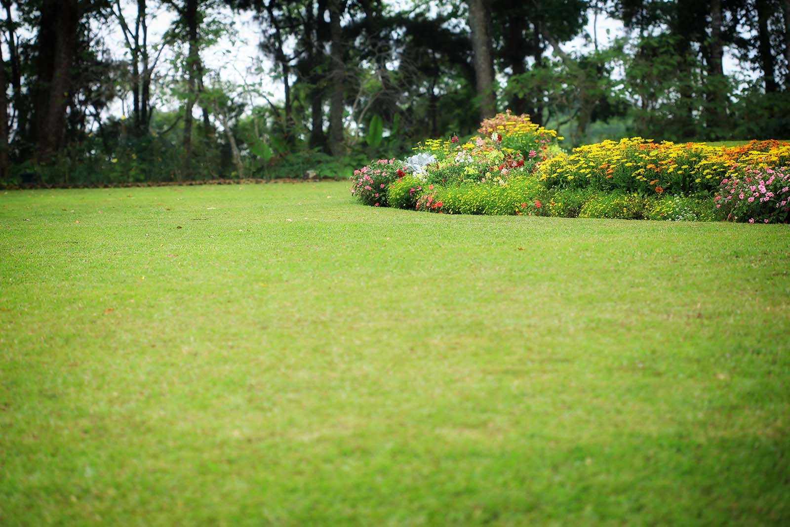 Grass & Garden s.r.o. - Sečení trávy a údržba zeleně foto 4