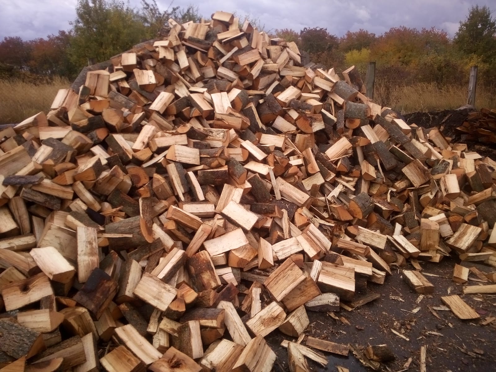 Hedera Zima foto 3