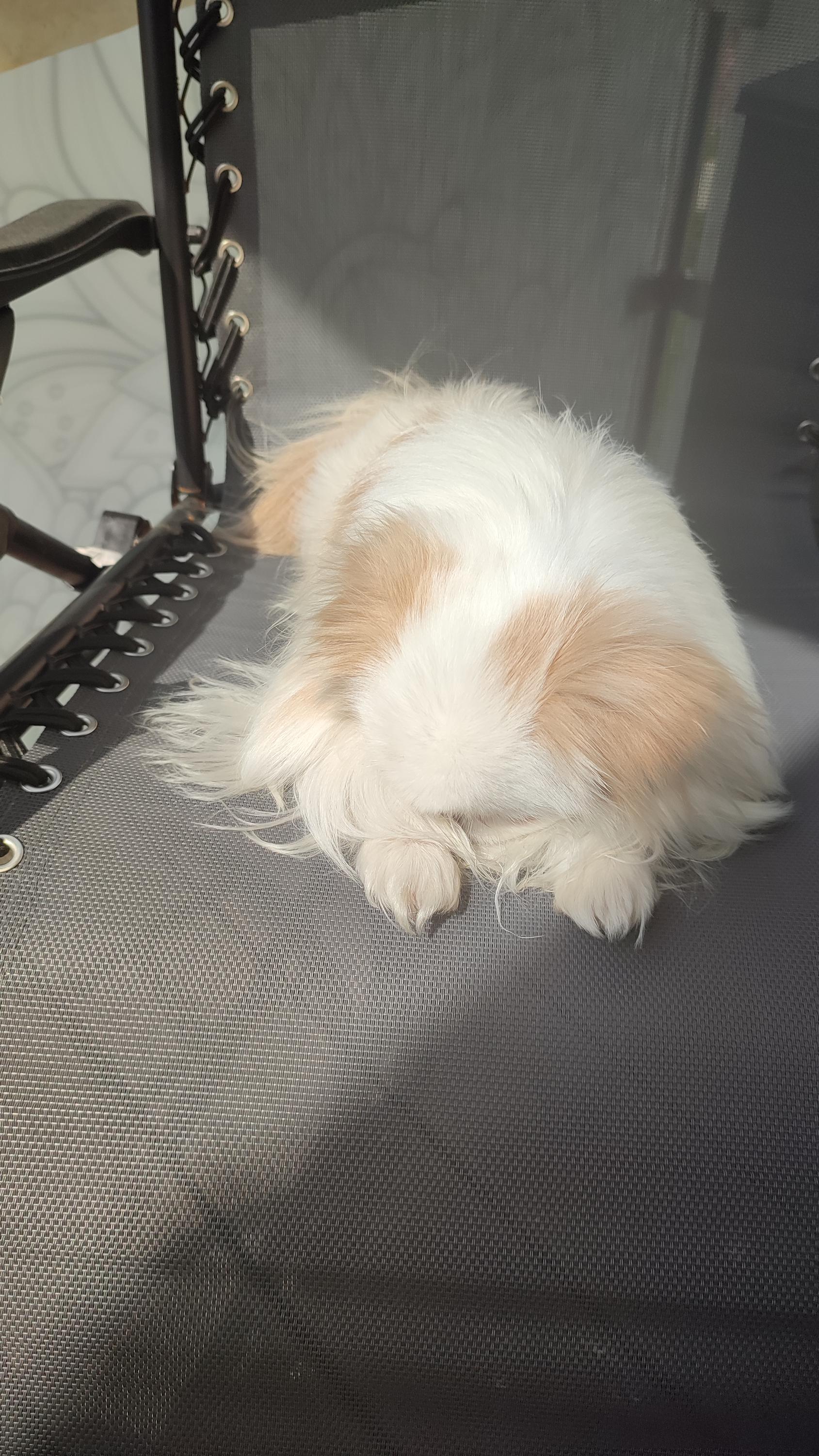 Chovatelská stanice Japan Chin Pod rozhlednou foto 5