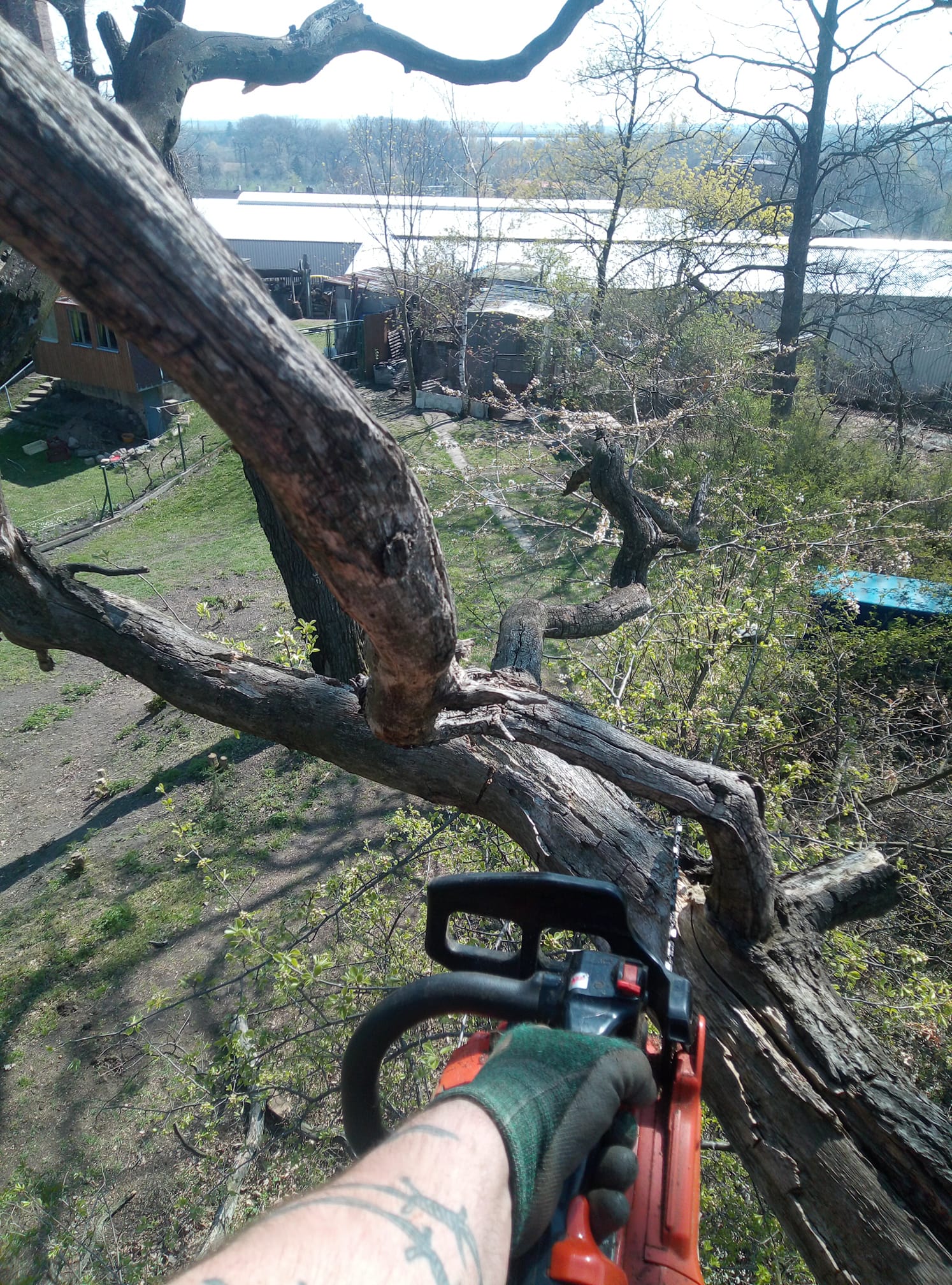 Kácení a ořez rizikových stromů - Ing. Pavel Kuba