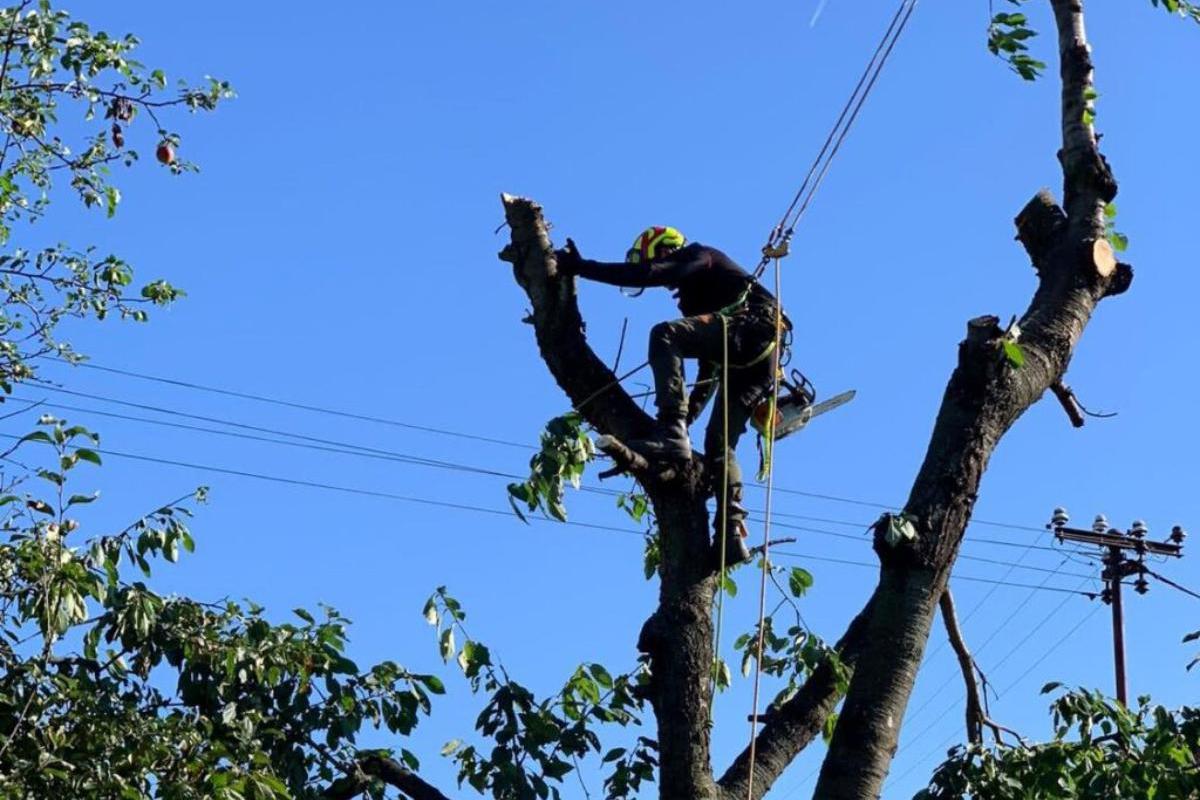 SaÚZ |  Rizikové kácení | Výškové práce |Správa a údržba zeleně