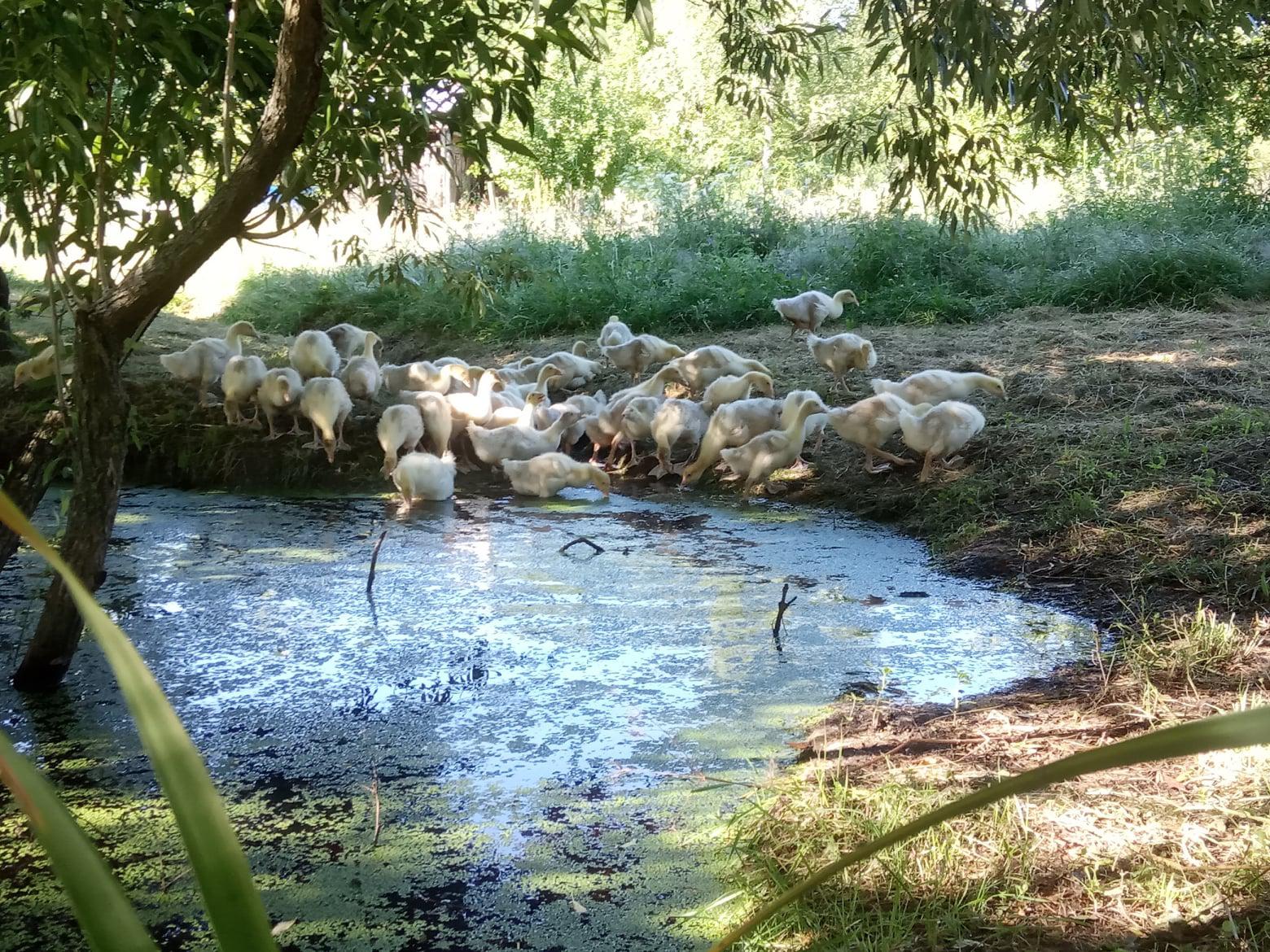 Statek u dvou dubů foto 5