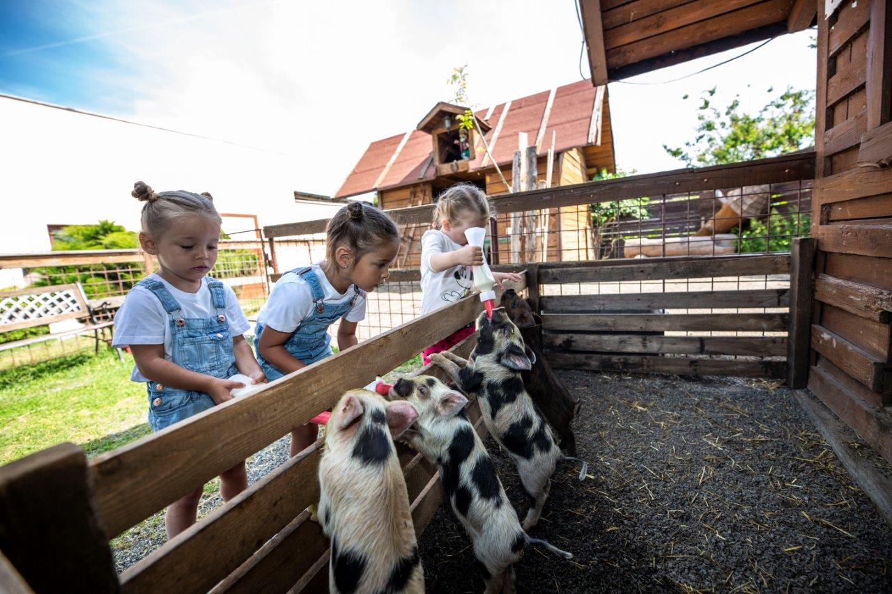Zvířata - Svíčkárna Rodas s.r.o. foto 2