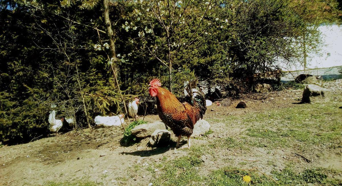 Statek u dvou dubů foto 4