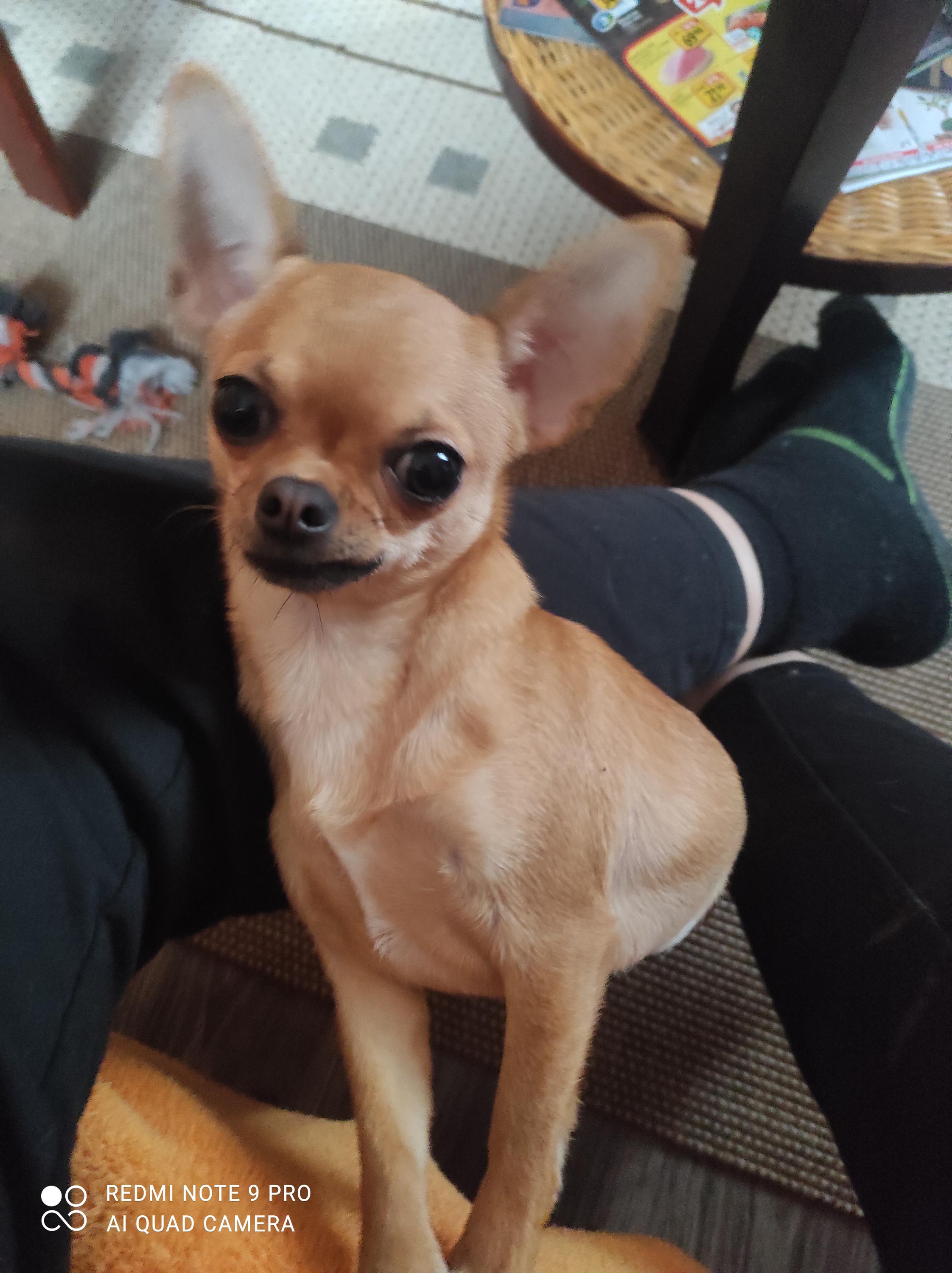 Jitka Faitová - Psí salon Most foto 5