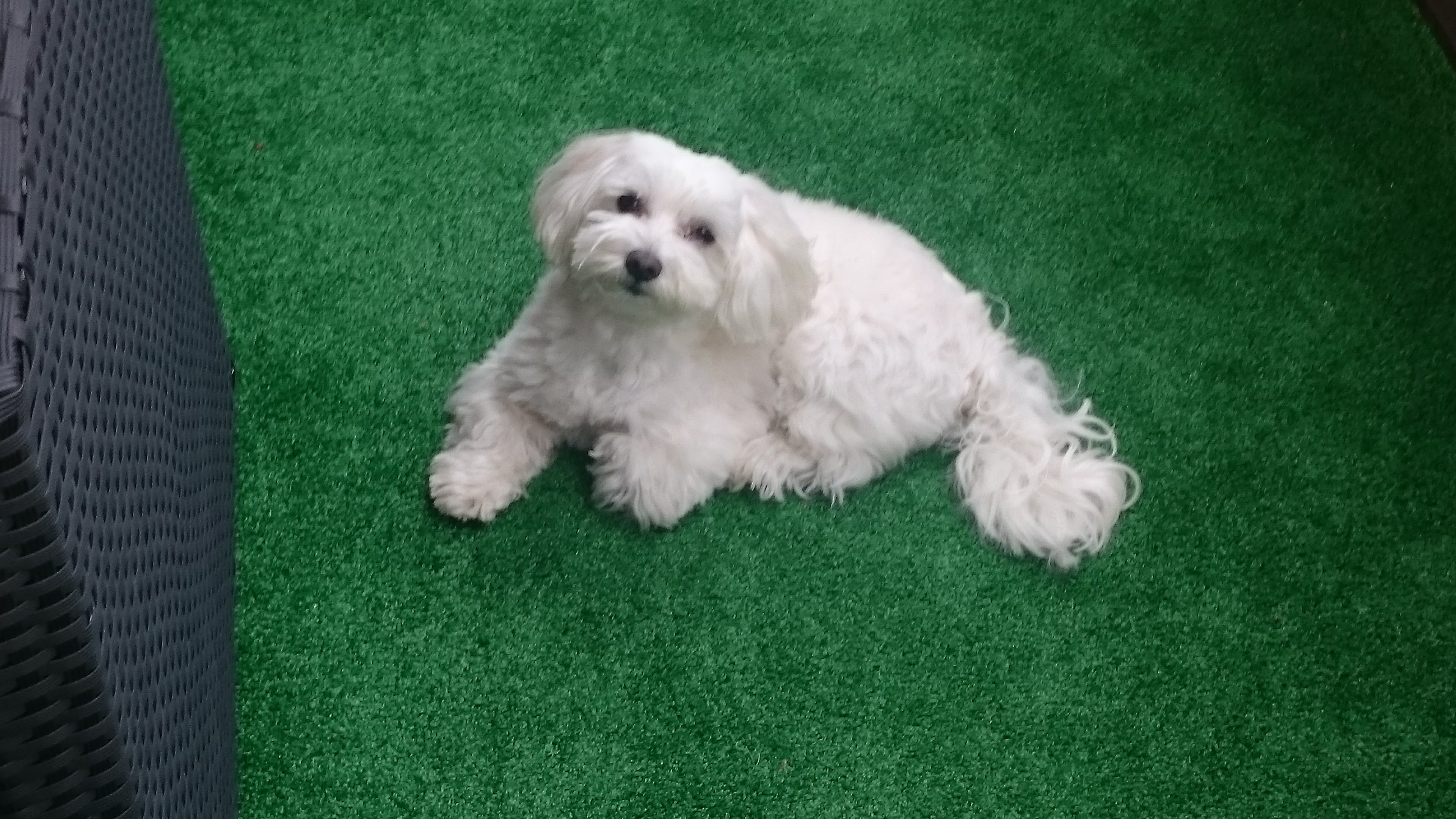 Meggie - Oblečky pro malé pejsky foto 5