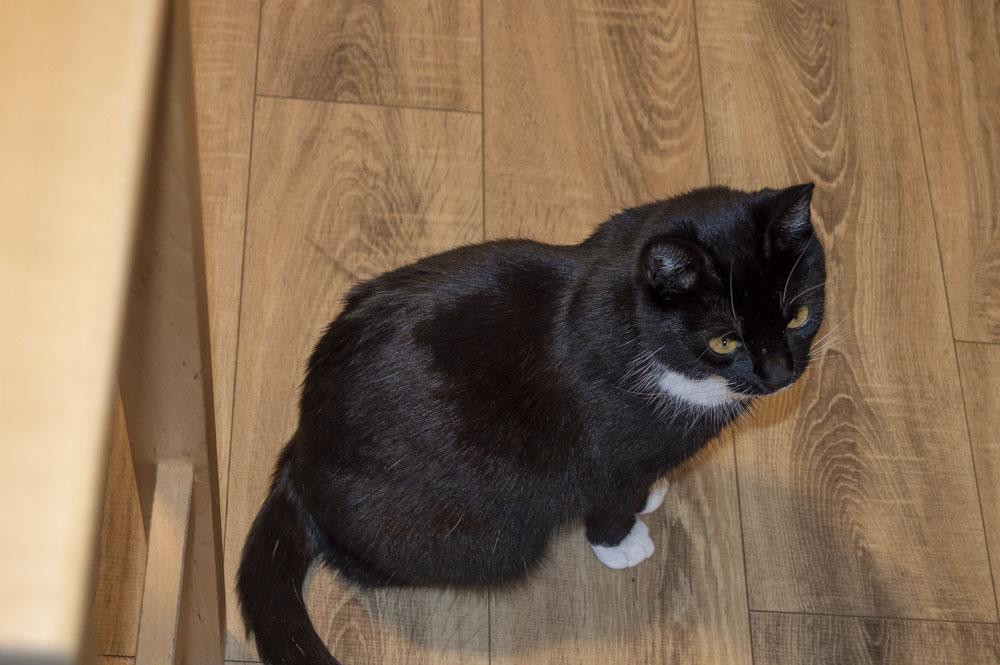 Catfé Kočičárna foto 4