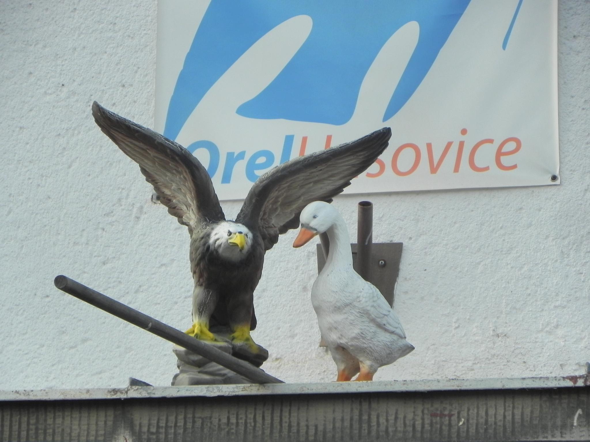 Tělocvična Orel jednota Brno - Husovice foto 6