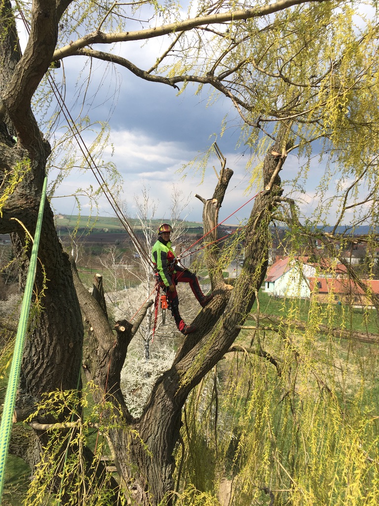 Rizikové kácení a ořezy stromů - Trojanec foto 3