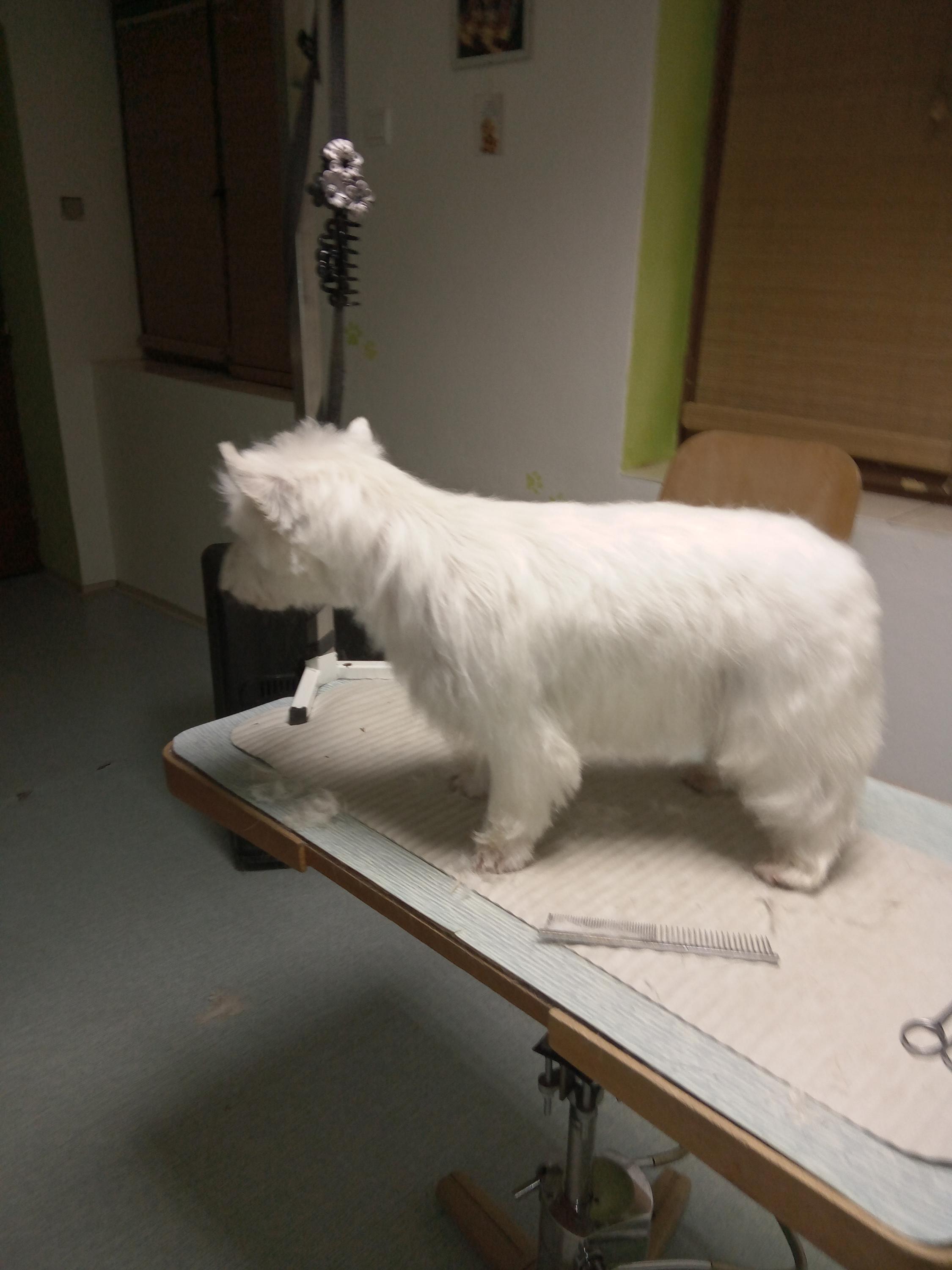 Stříhání a trimování psů Koňaříková foto 3