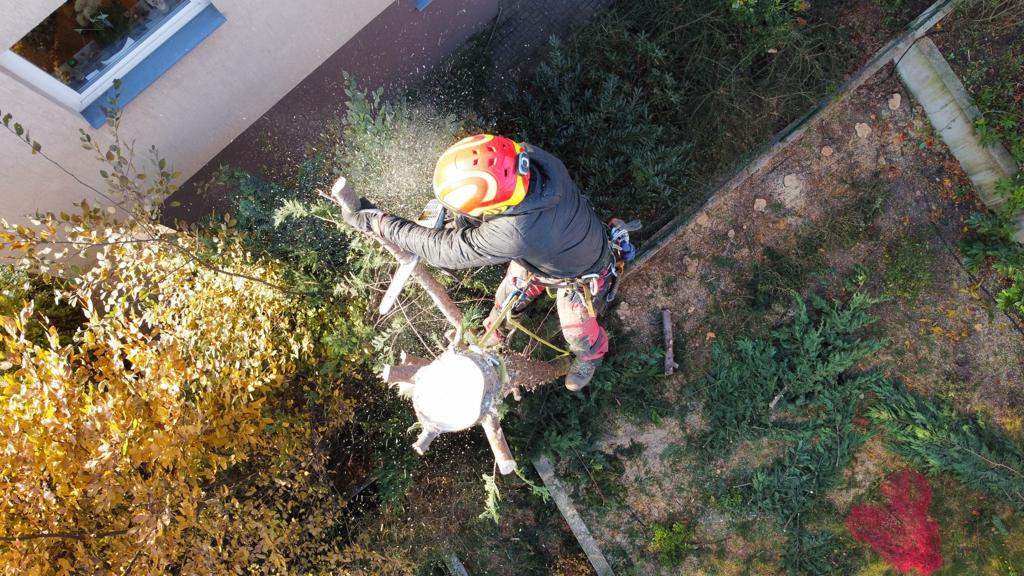 Rizikové kácení stromů - Tomáš Halada foto 6