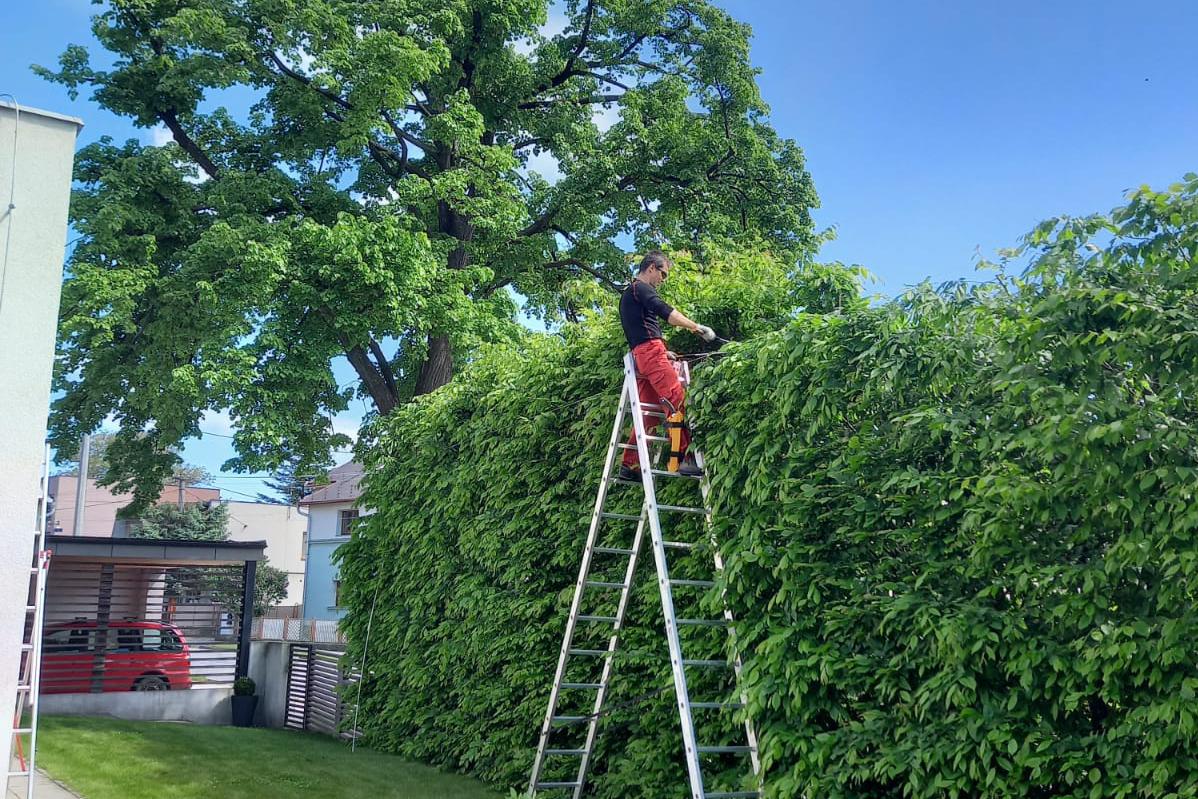 Úprava živého plotu