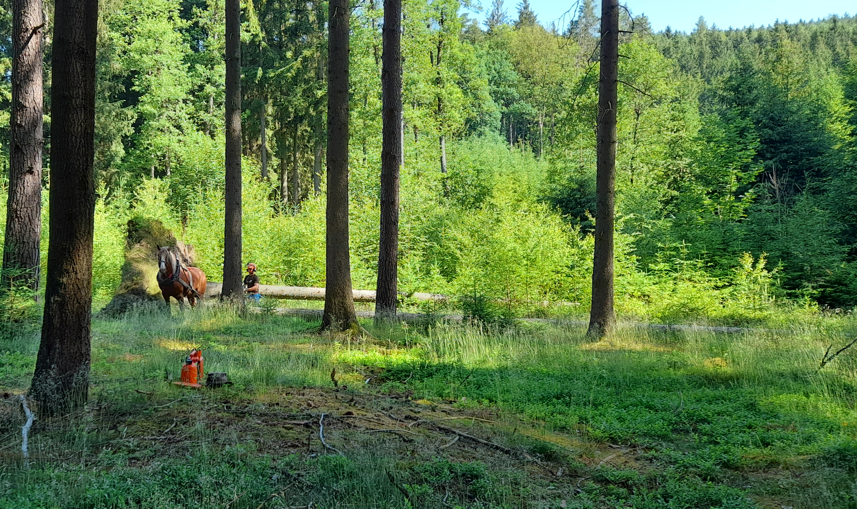 Domažlické městské lesy foto 2