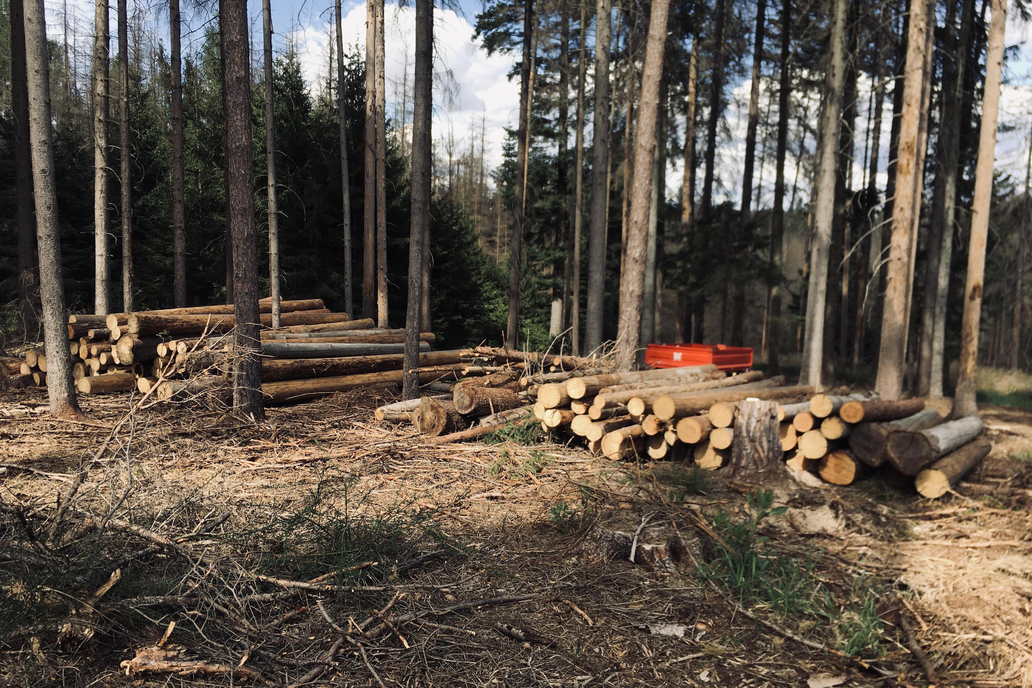 Dřevo Knínice foto 1