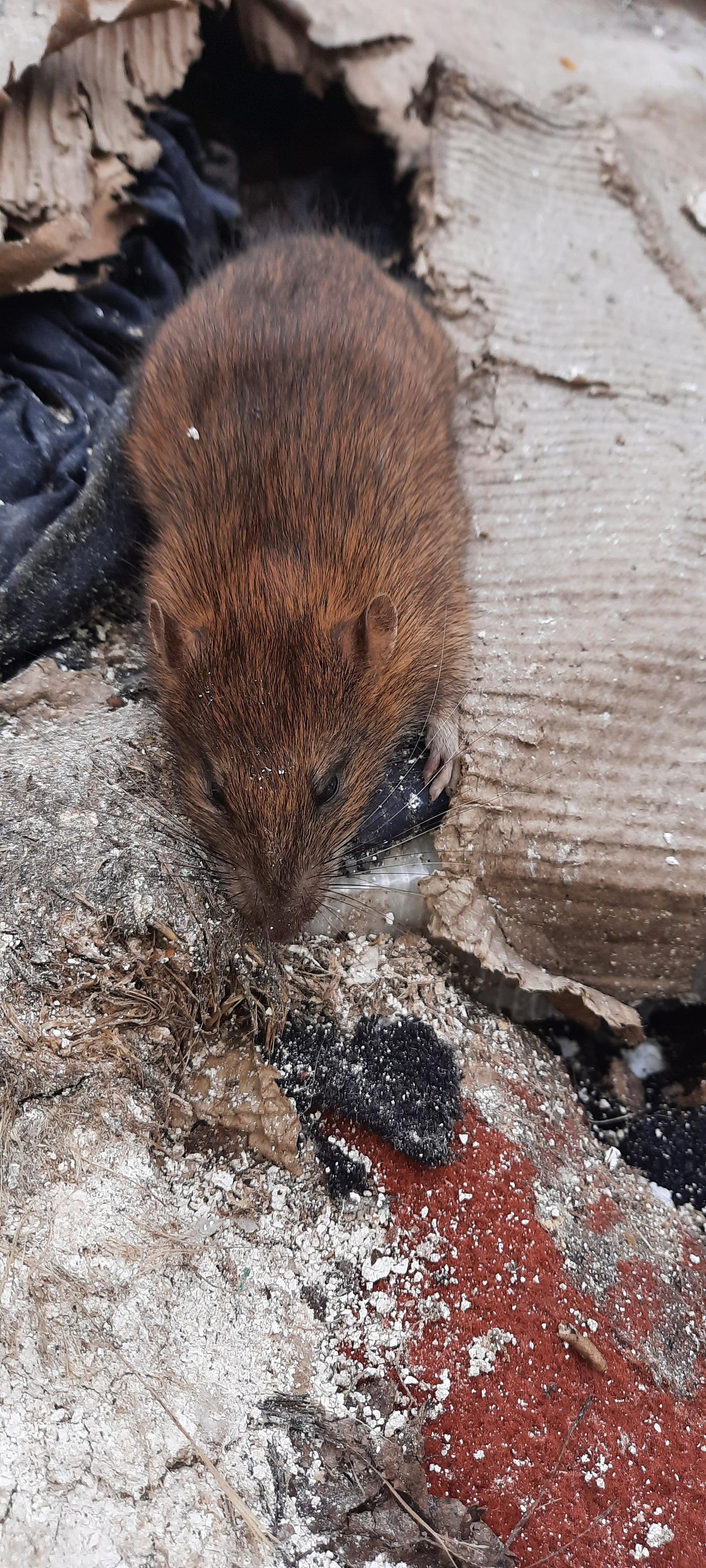 Daniel Gaňo - Deratizace kanalizační sítě foto 5