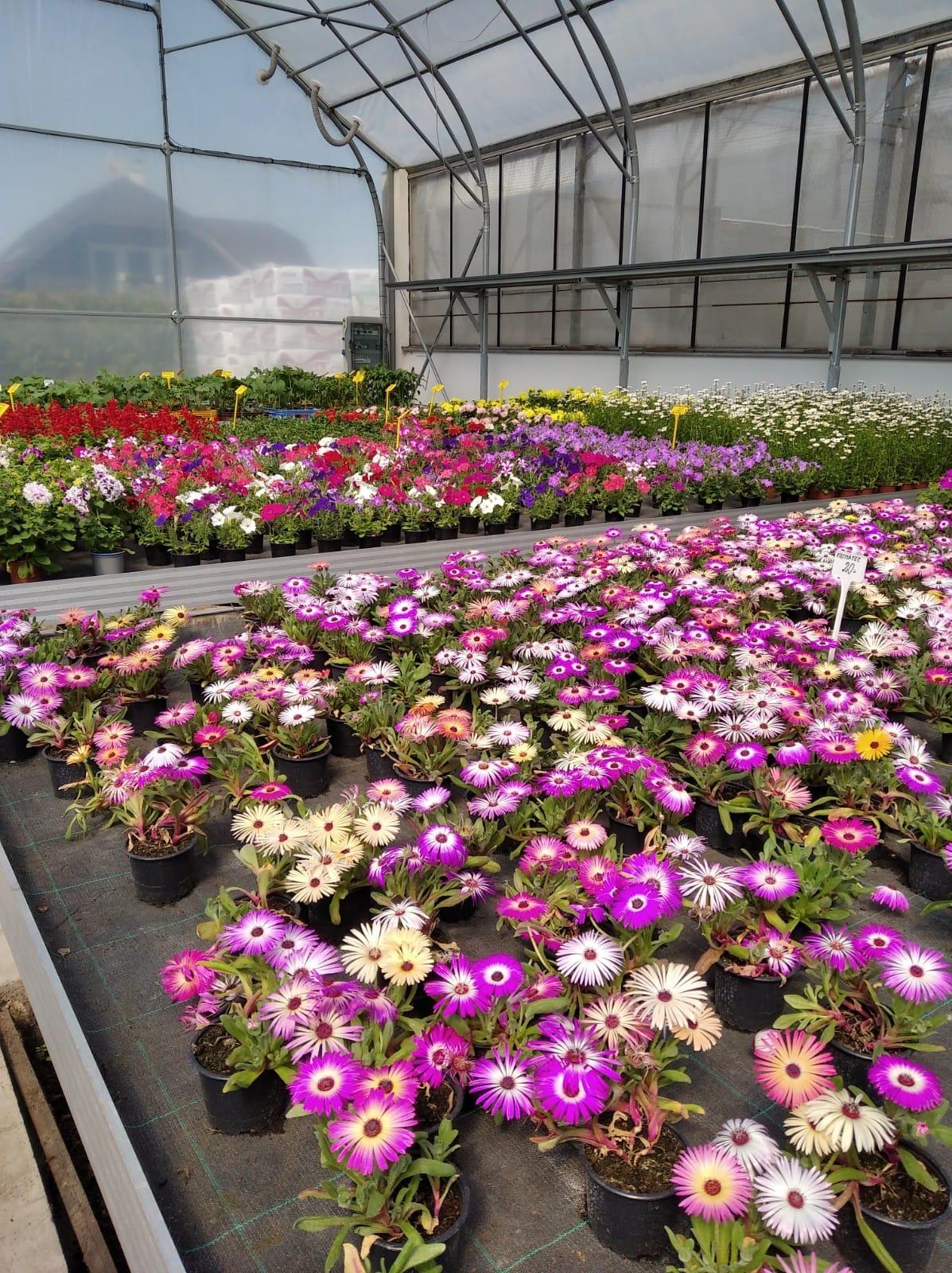 Zahradnictví Souhrada foto 2