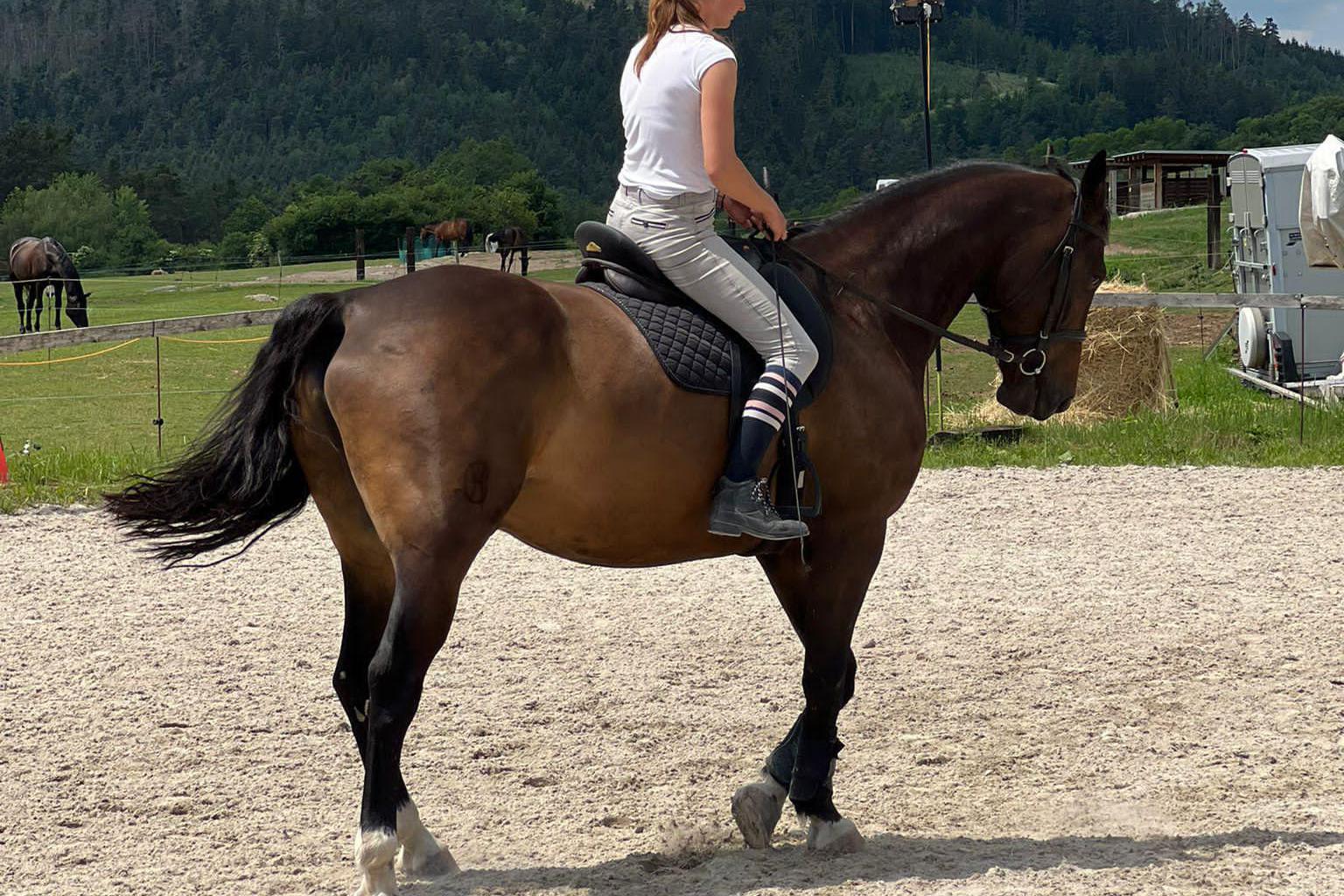 Jezdecká Škola Wild