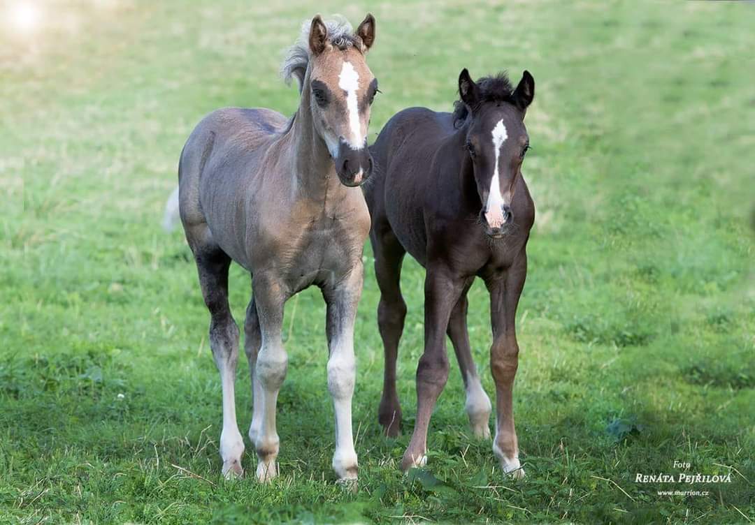 Renáta Pejřilová foto 2