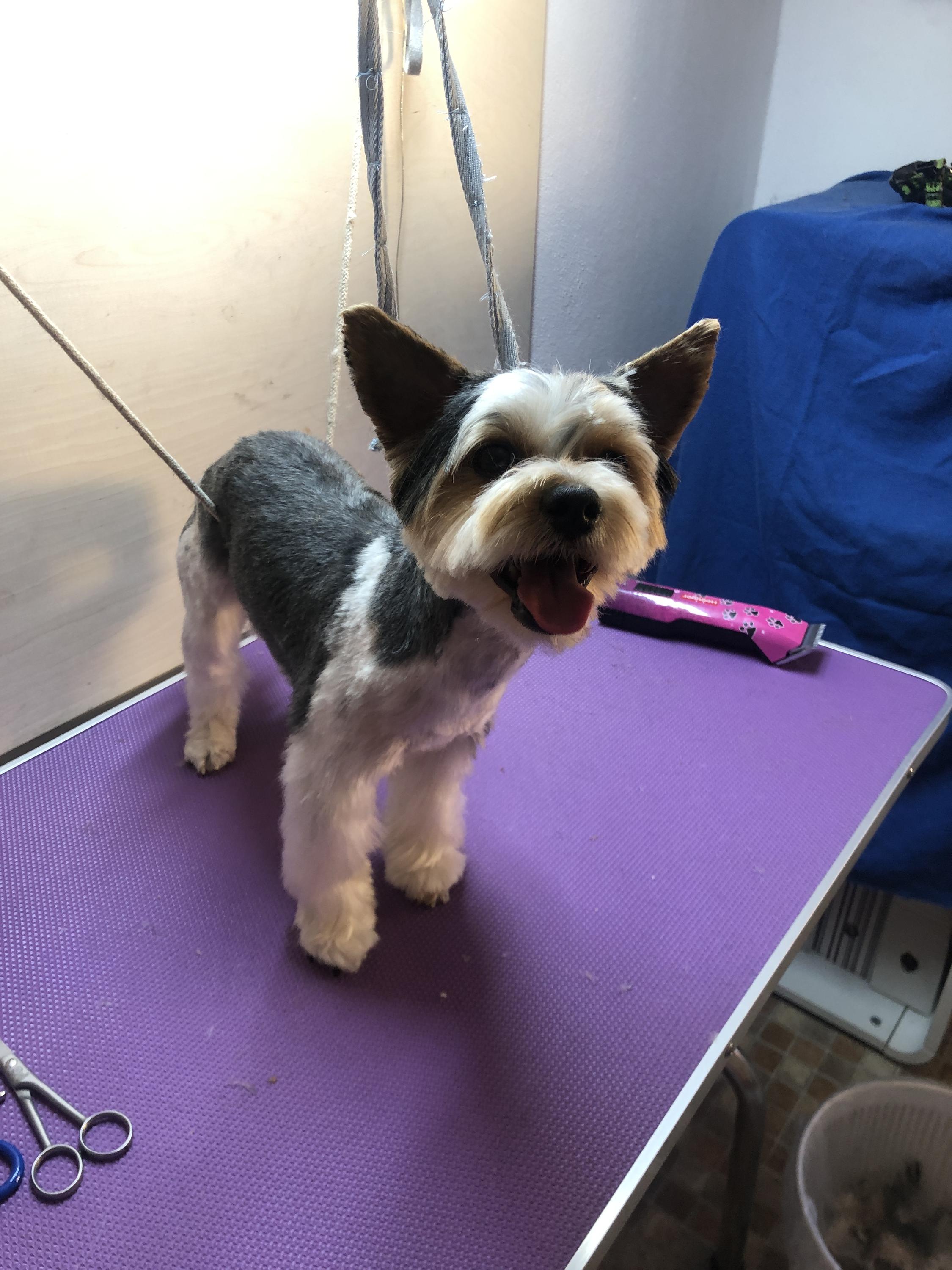 Veronika Milatová Kosmetický servis pro pejsky foto 4