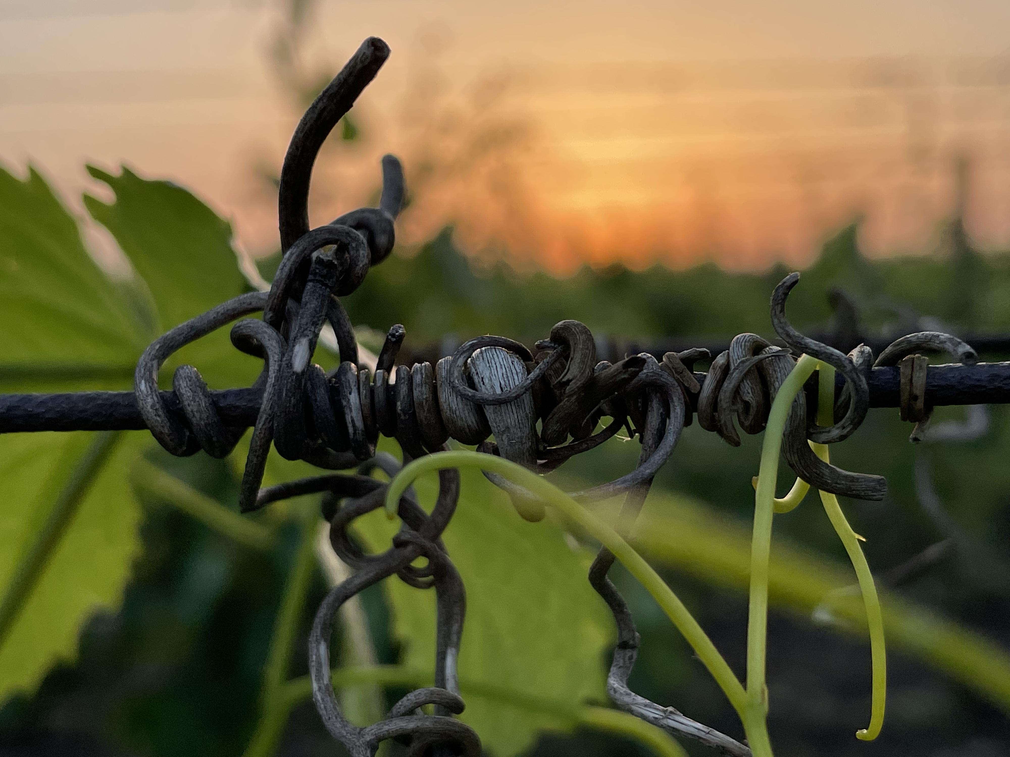 Vinařství Zbyněk Osička foto 3