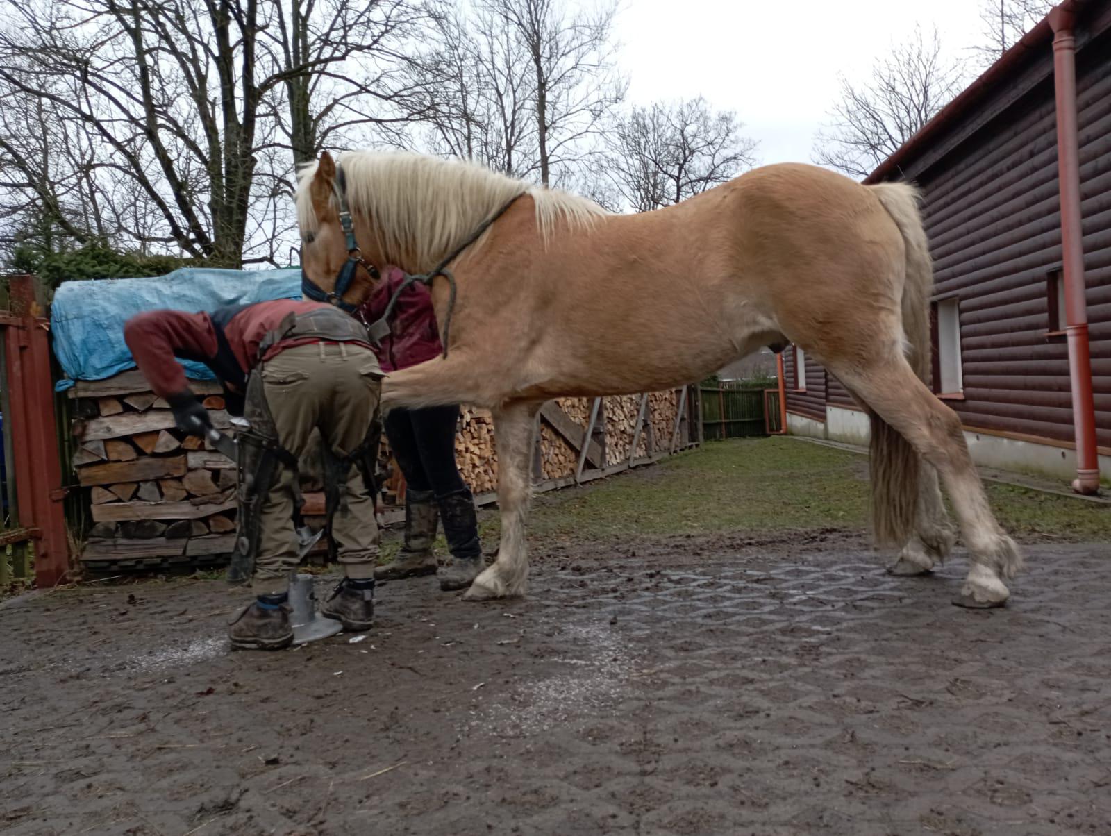Podkovář Šimon Jurovic foto 2