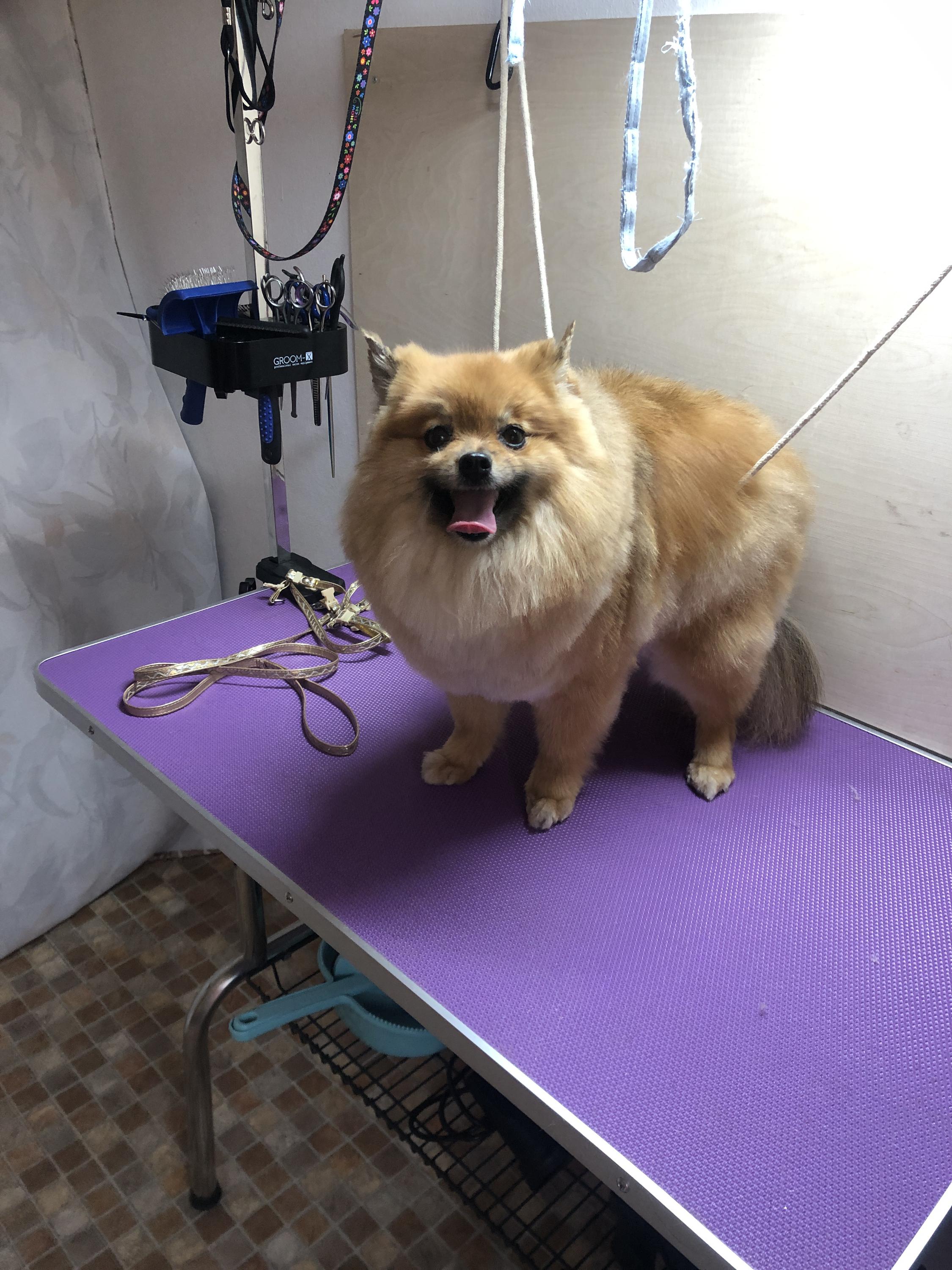 Veronika Milatová Kosmetický servis pro pejsky foto 2