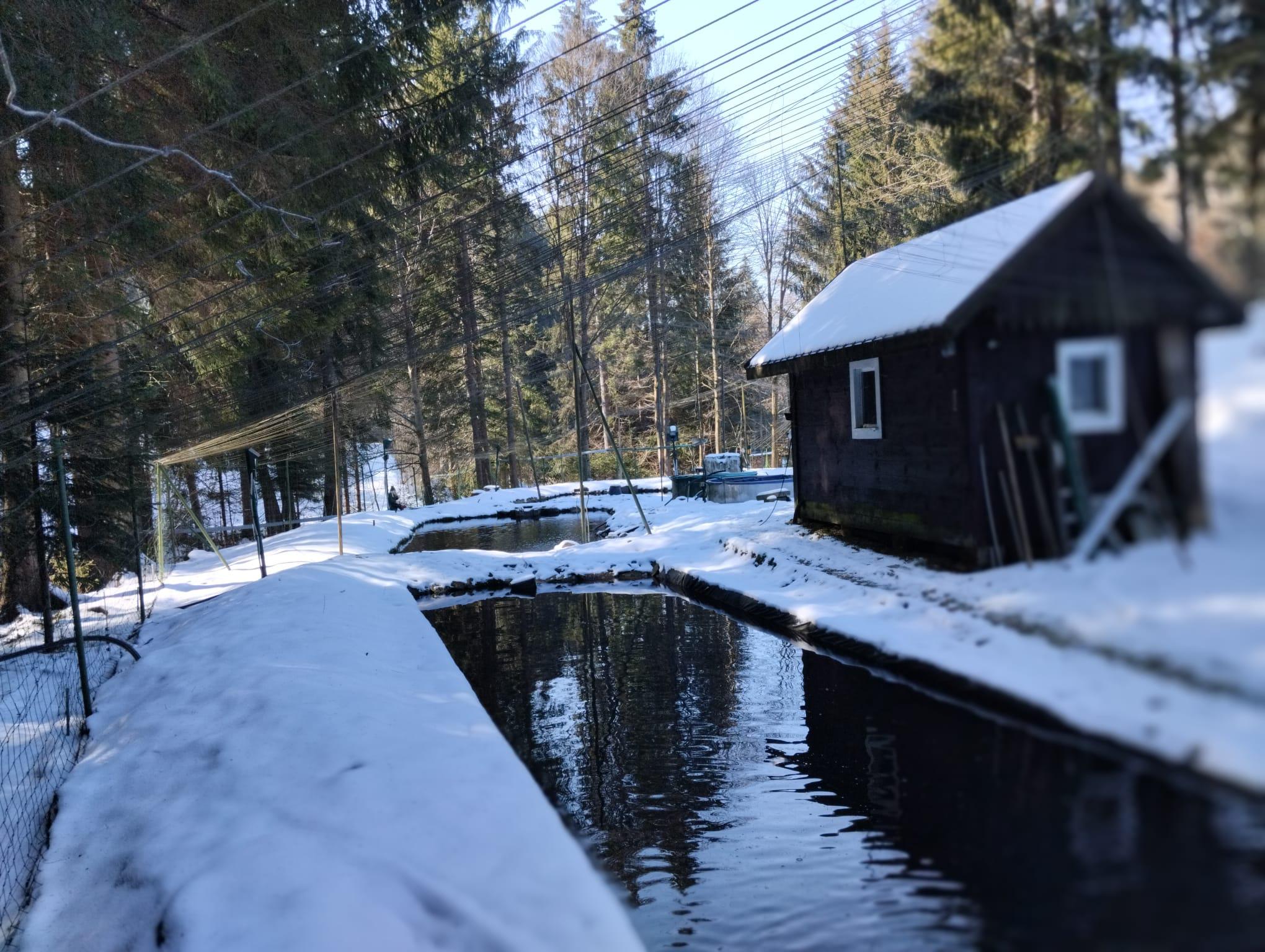 Petr Janečka, chov a prodej ryb foto 4