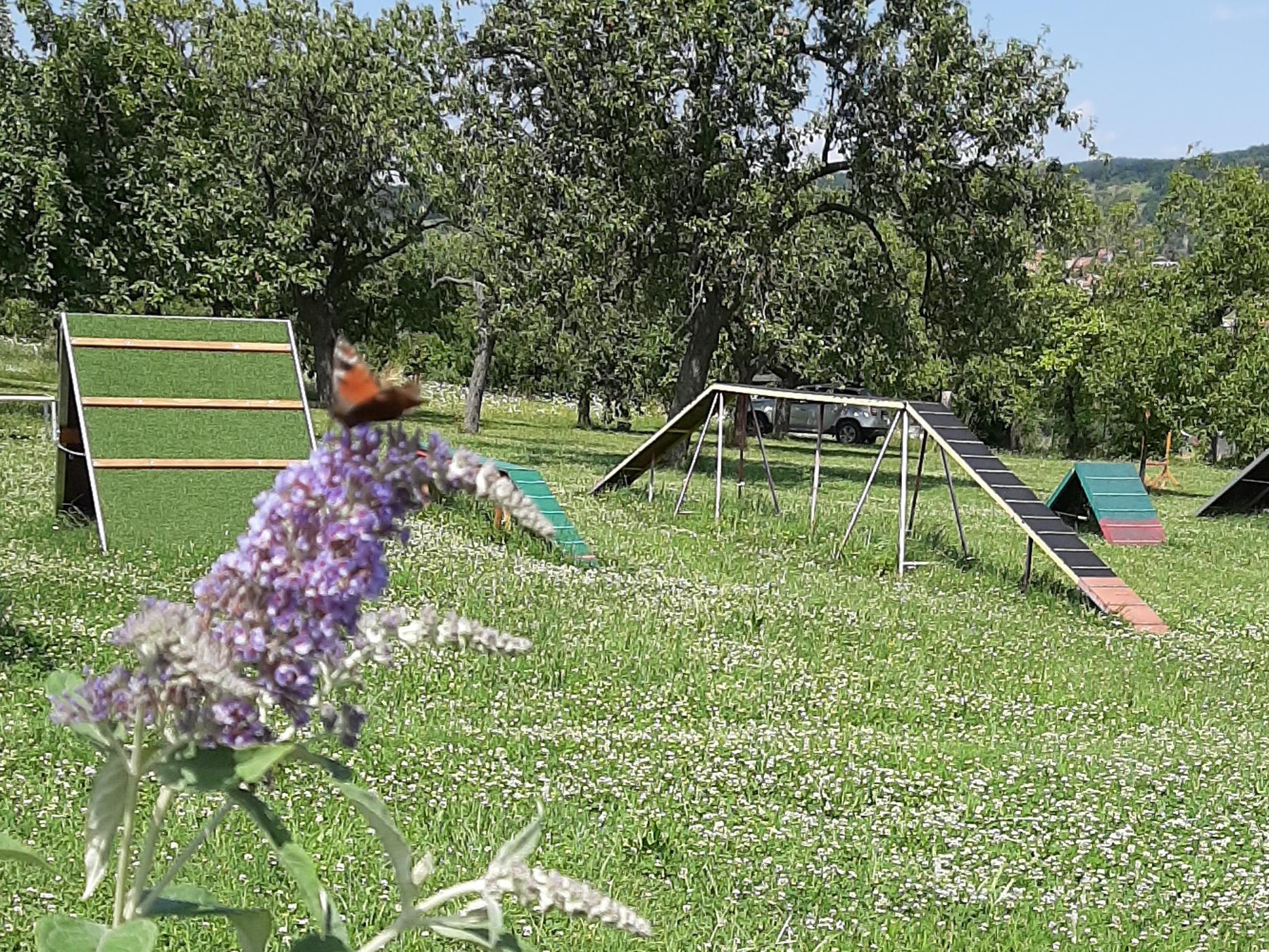 Psí školička BaF foto 6