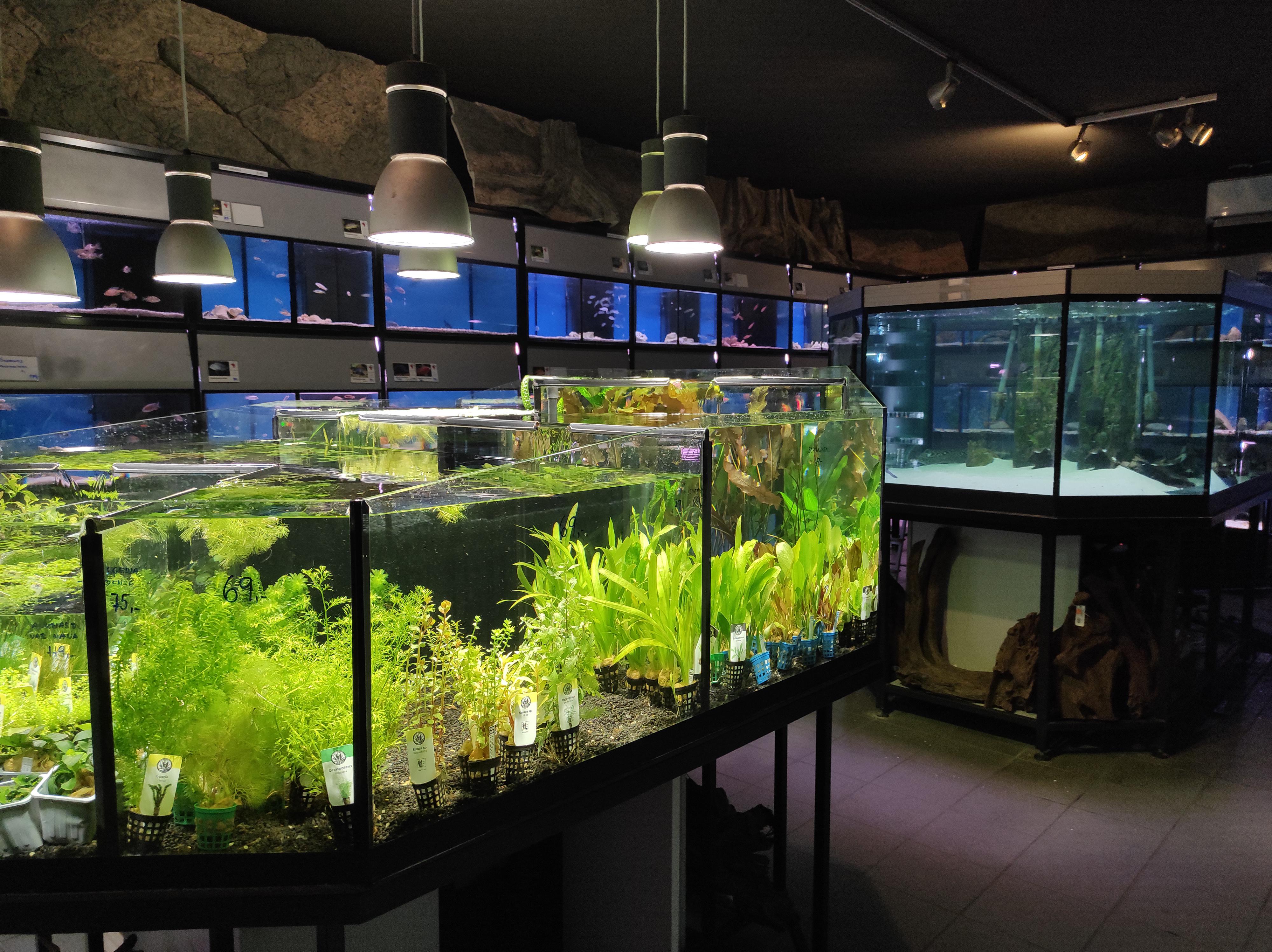 Sklorex-akvarium.cz foto 6