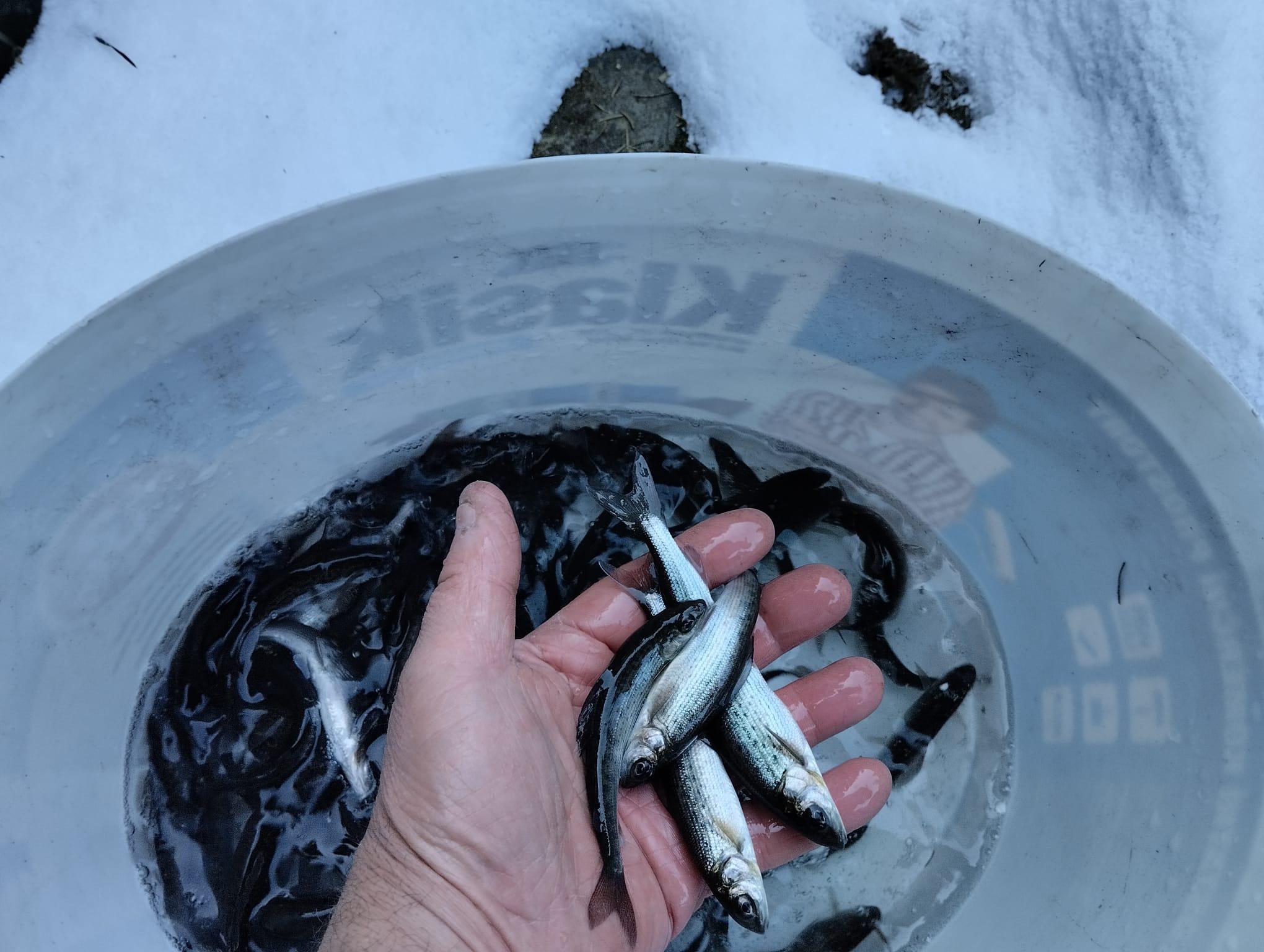 Petr Janečka, chov a prodej ryb foto 2