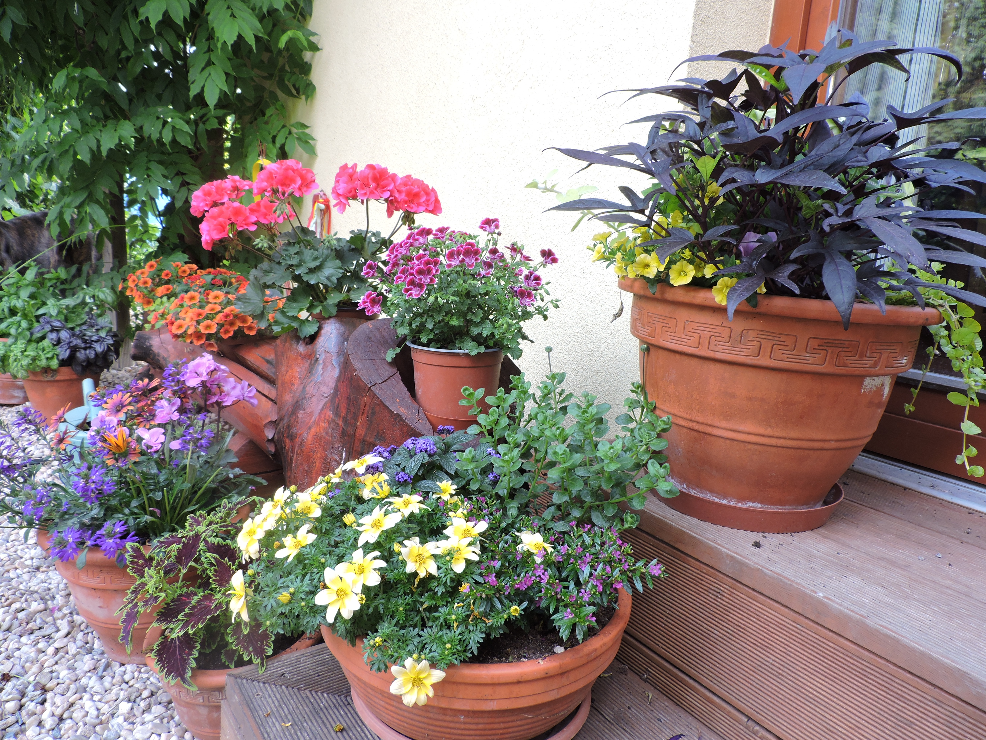 Zahradnictví LIMUZY foto 4