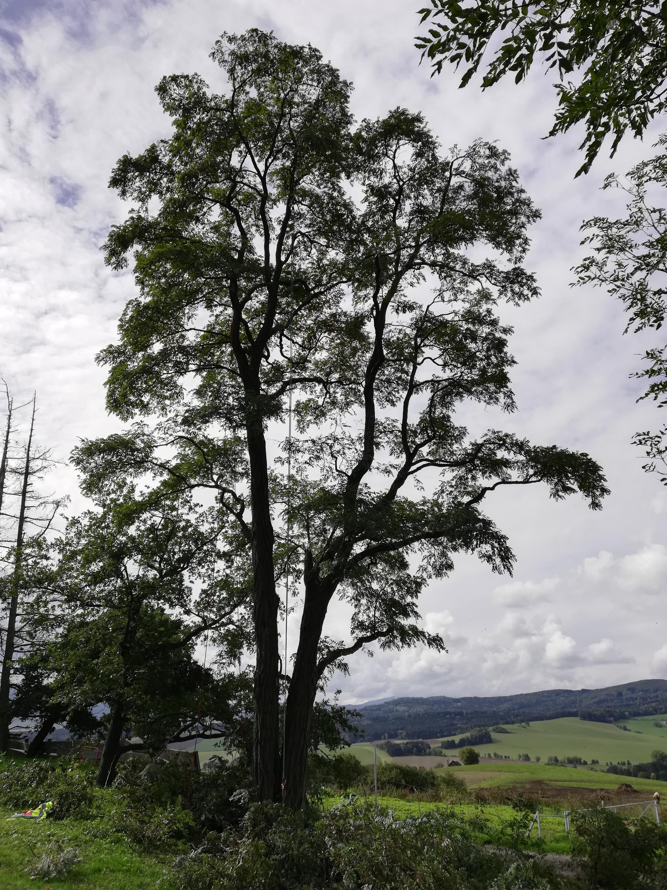 Tomáš Votava - arborista foto 2
