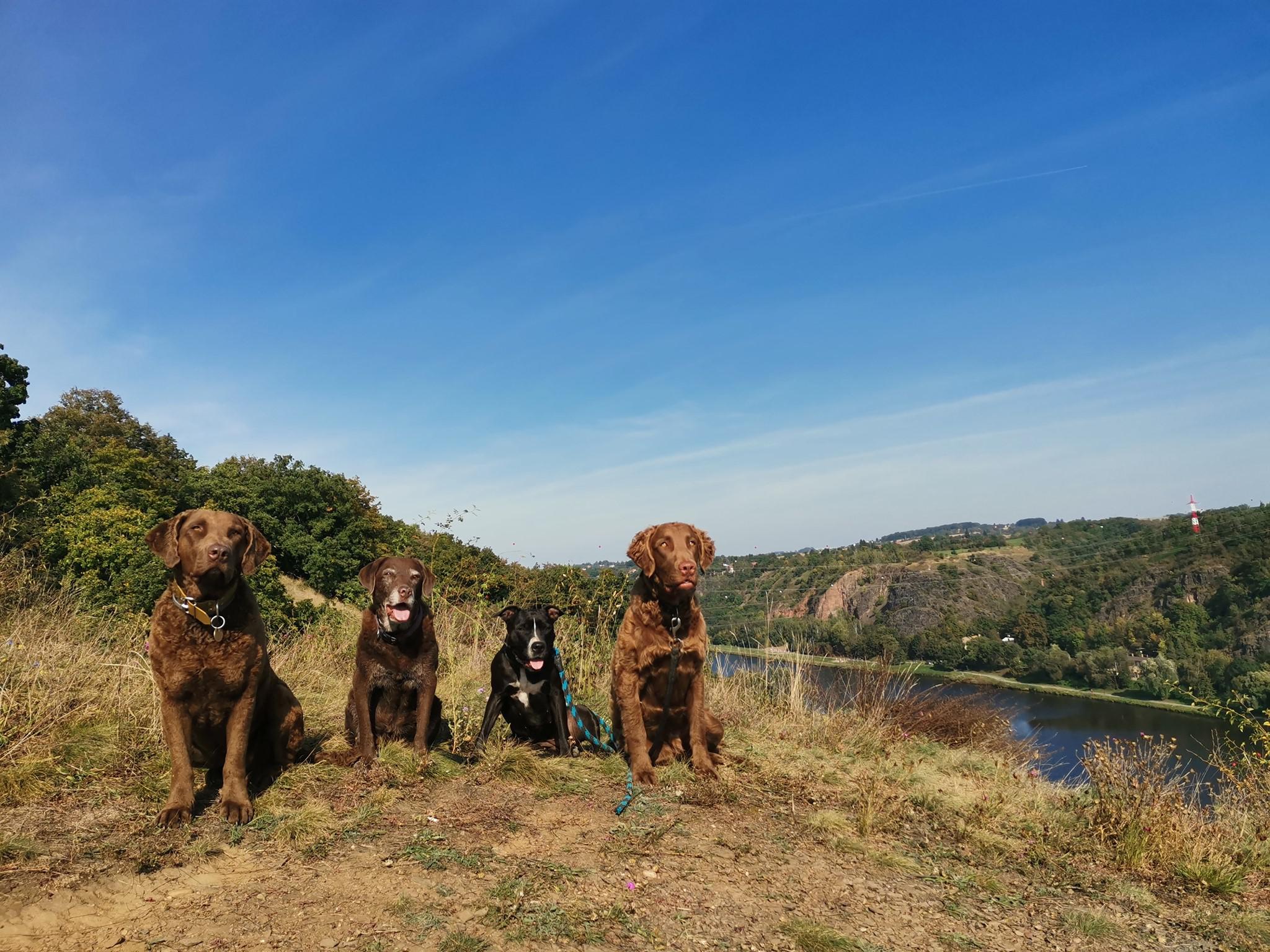 Život se psy - Veles foto 6