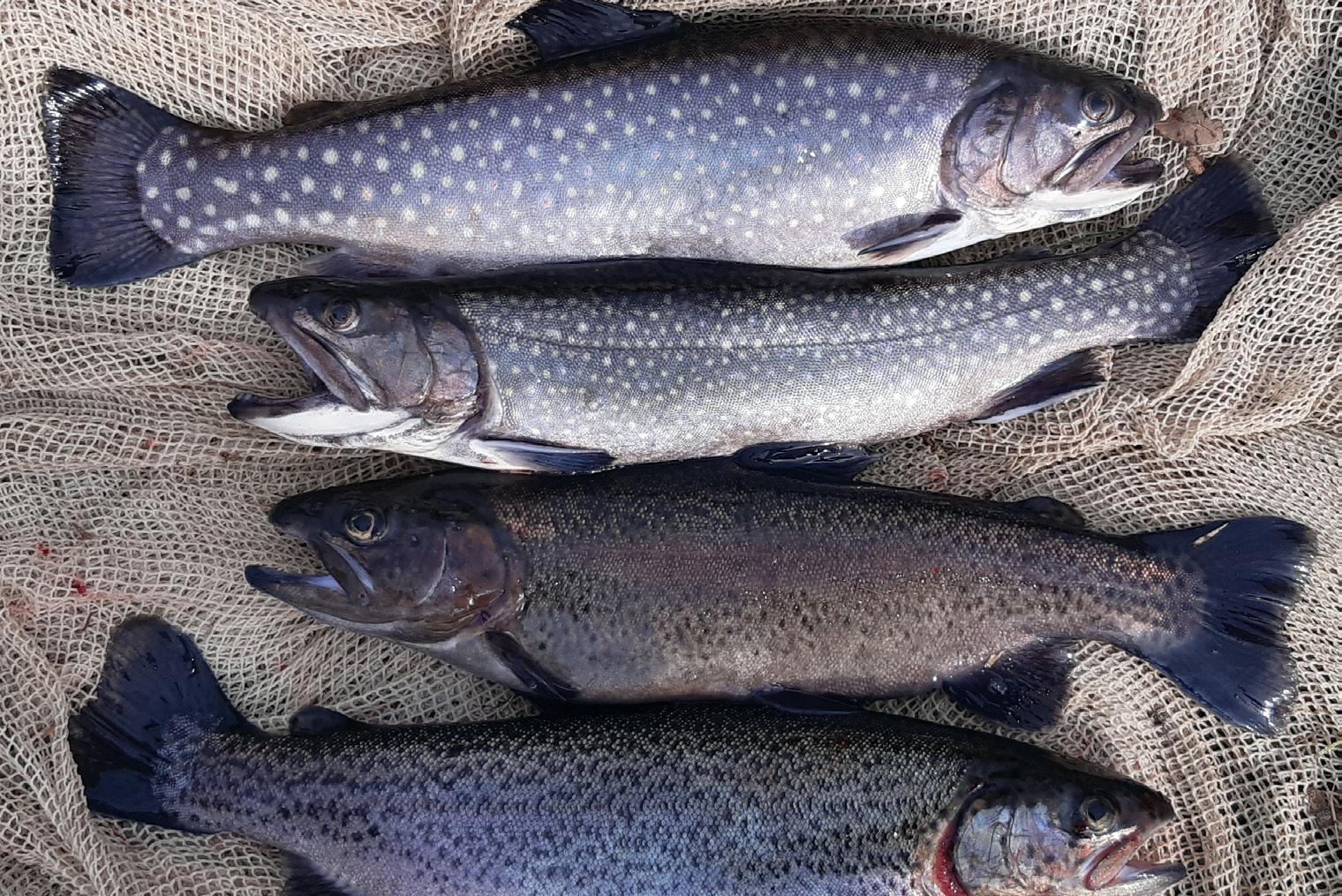 Povodí Moravy, s.p. - rybochovné hospodářství-prodej ryb foto 1