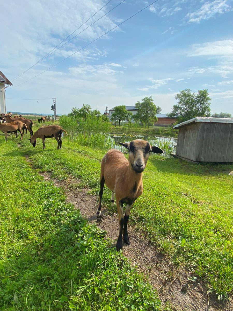 Kemp Kněžínek foto 3