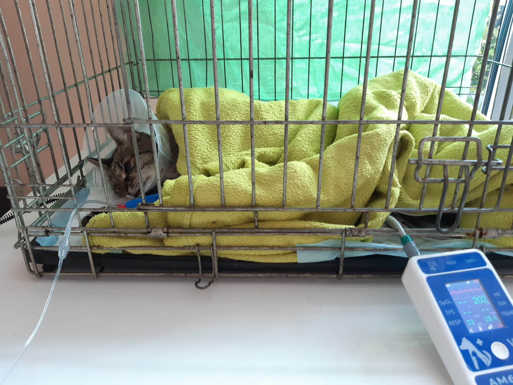 Horská veterinární klinika foto 5