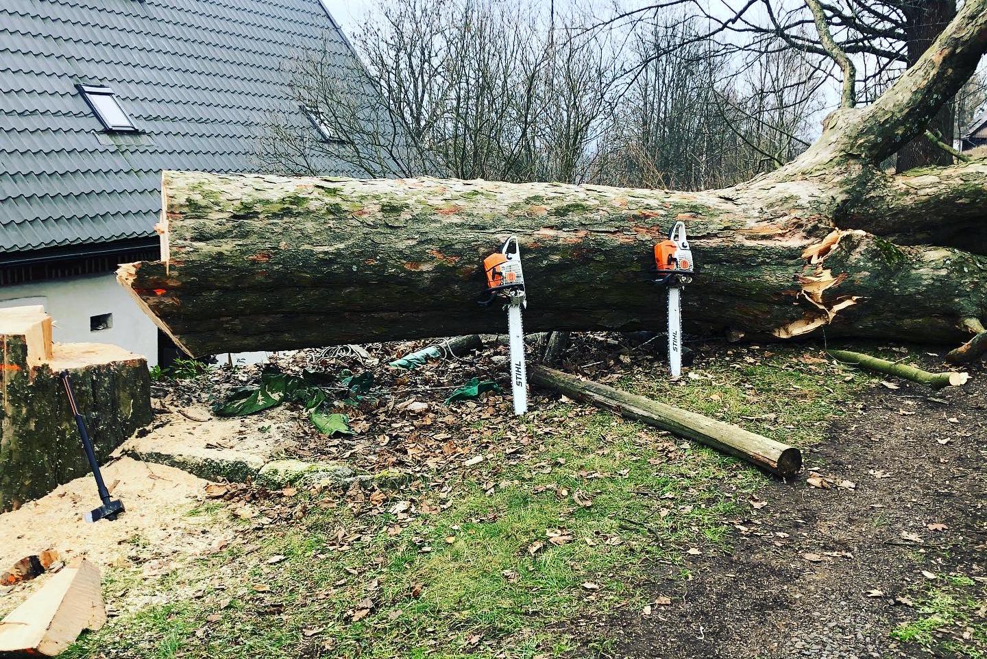 Kácení stromů Praha