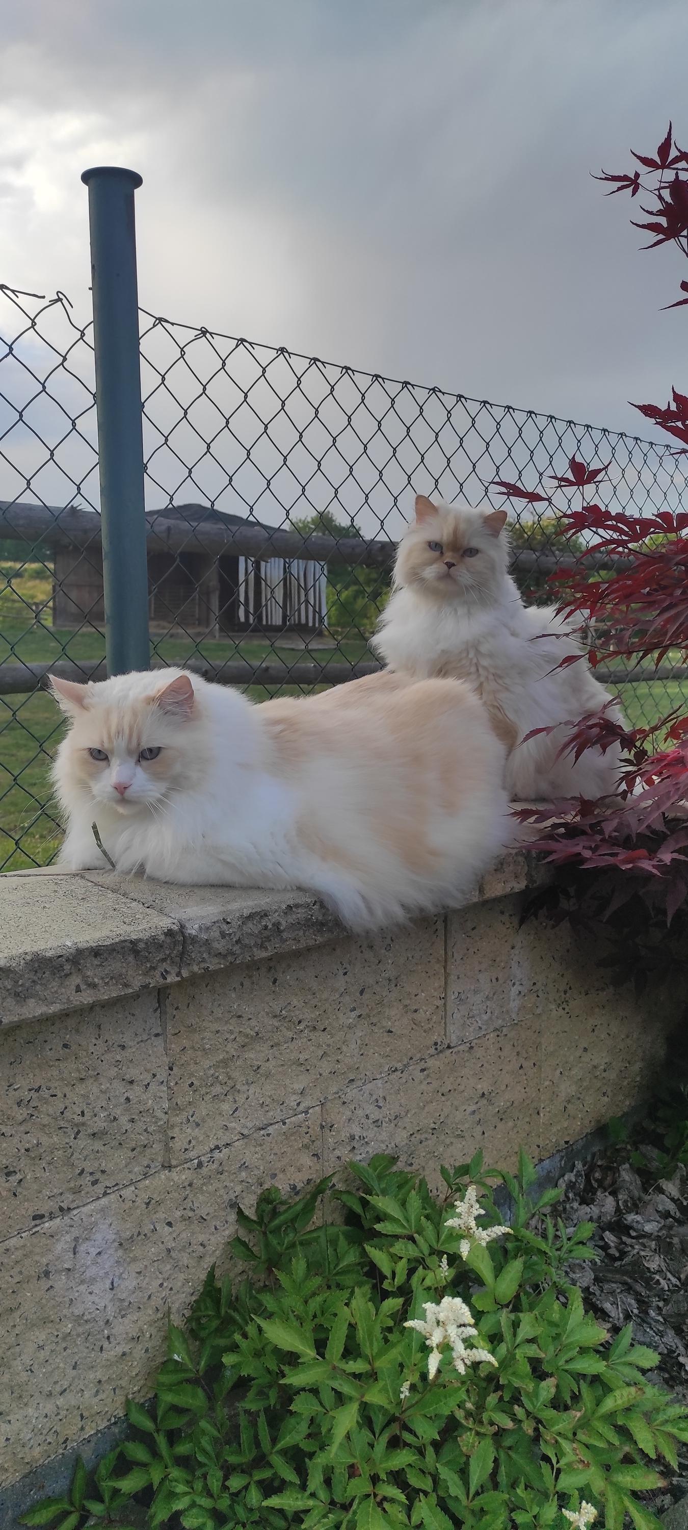 Veterinární ordinace MVDr. Viktor Dvořák Veverská Bítýška foto 2