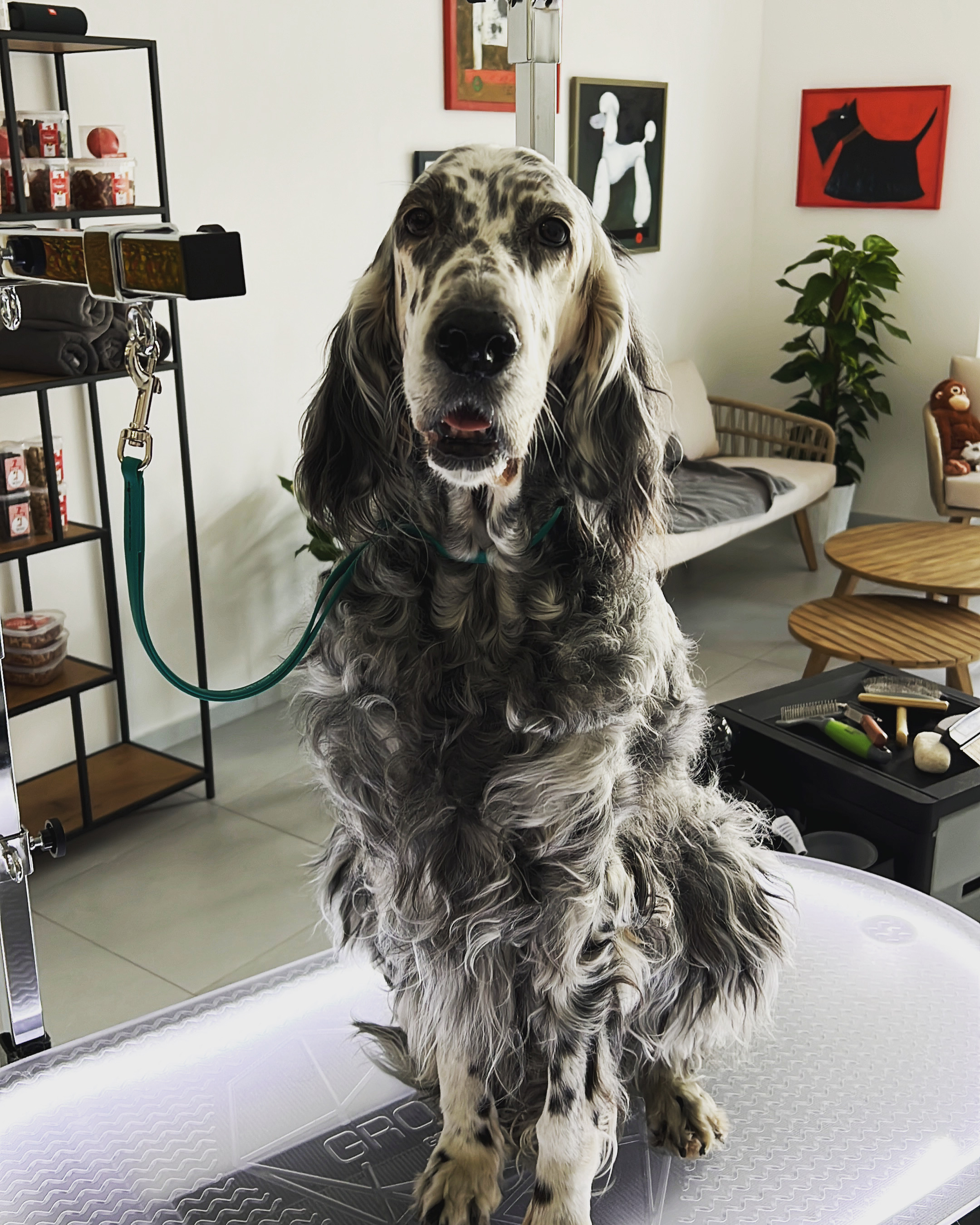 Adina - psí salon a wellness foto 3