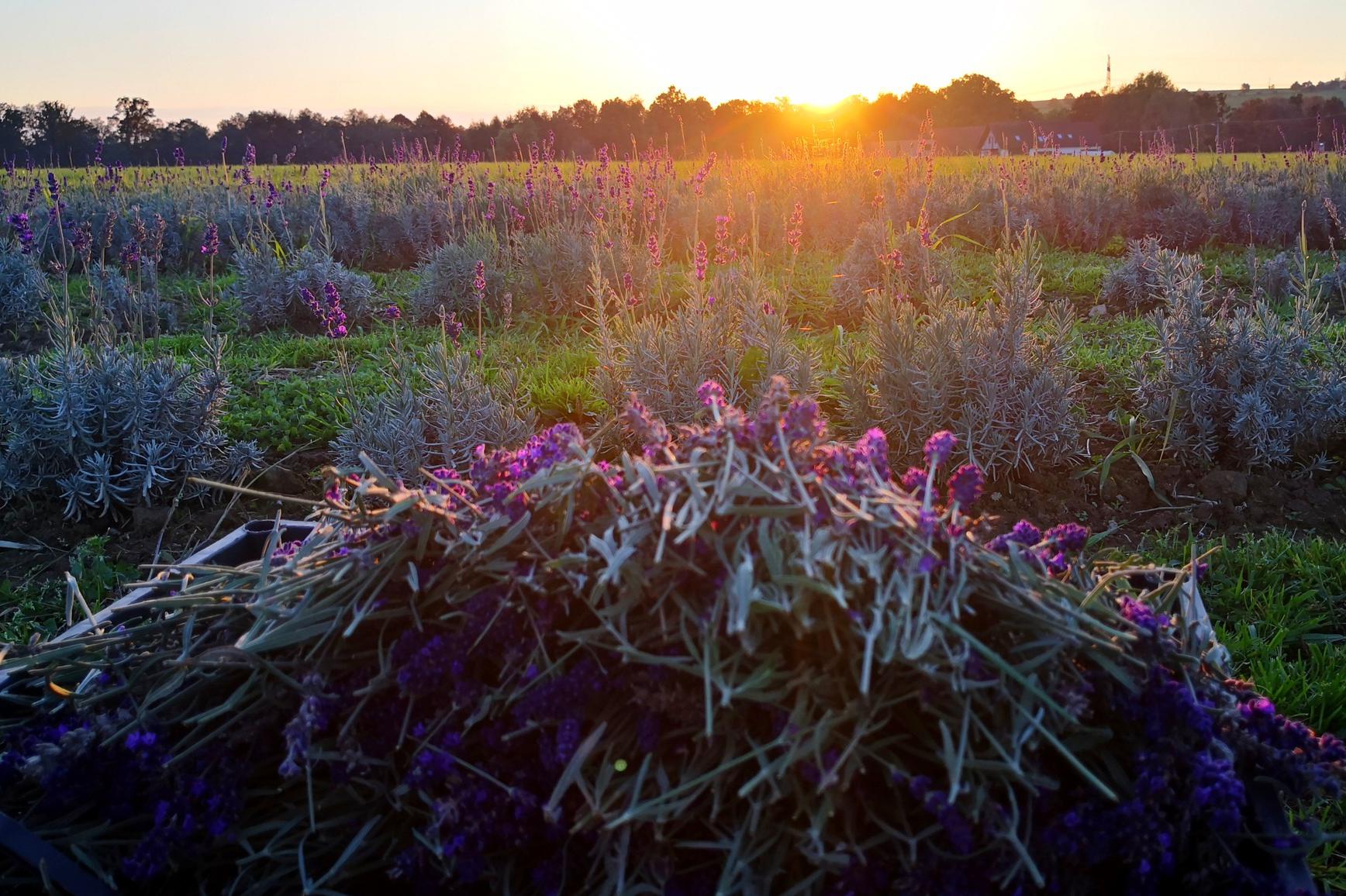 Levandule de Žermanické moře - de Levandule