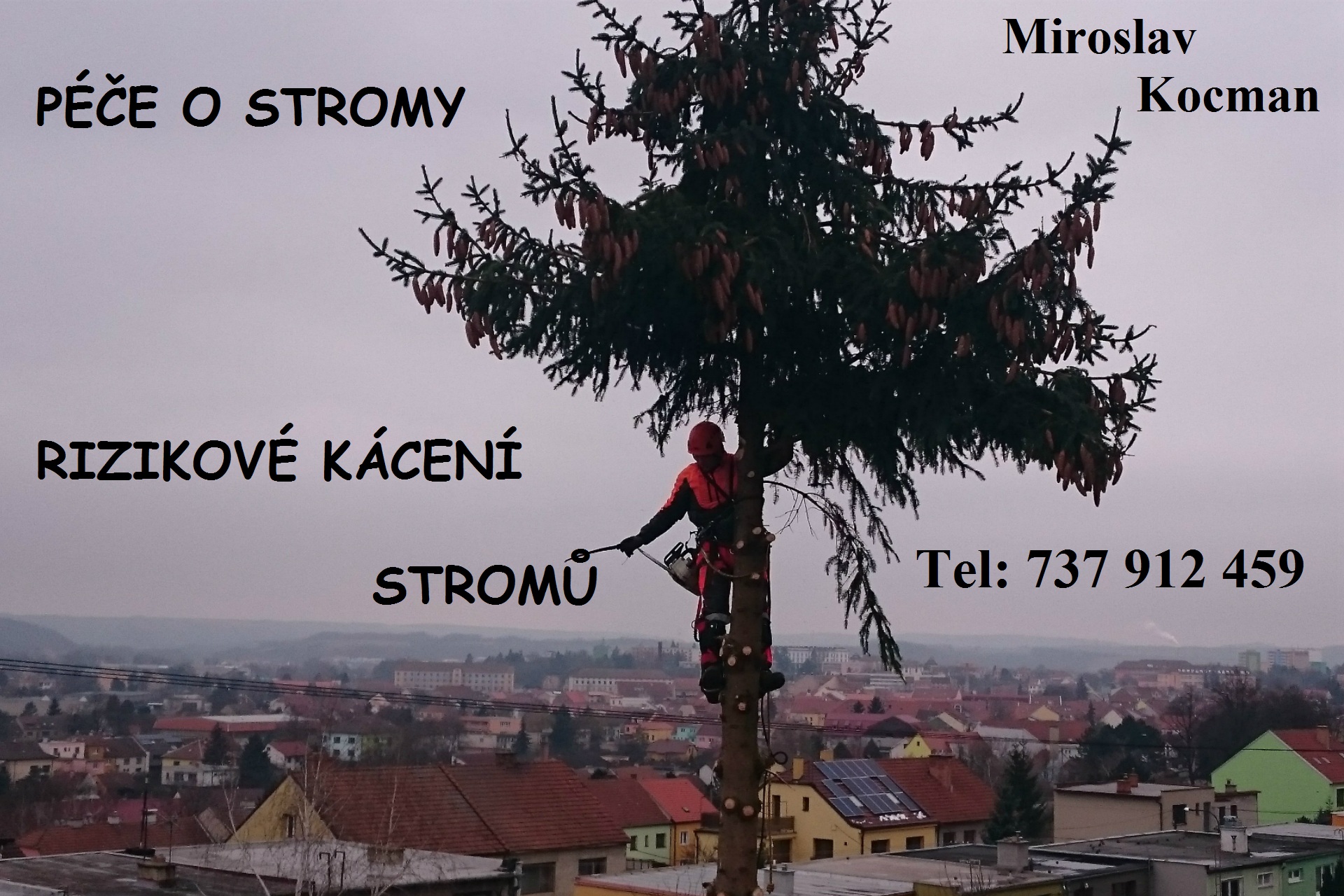 Potřebujete prořezat strom?