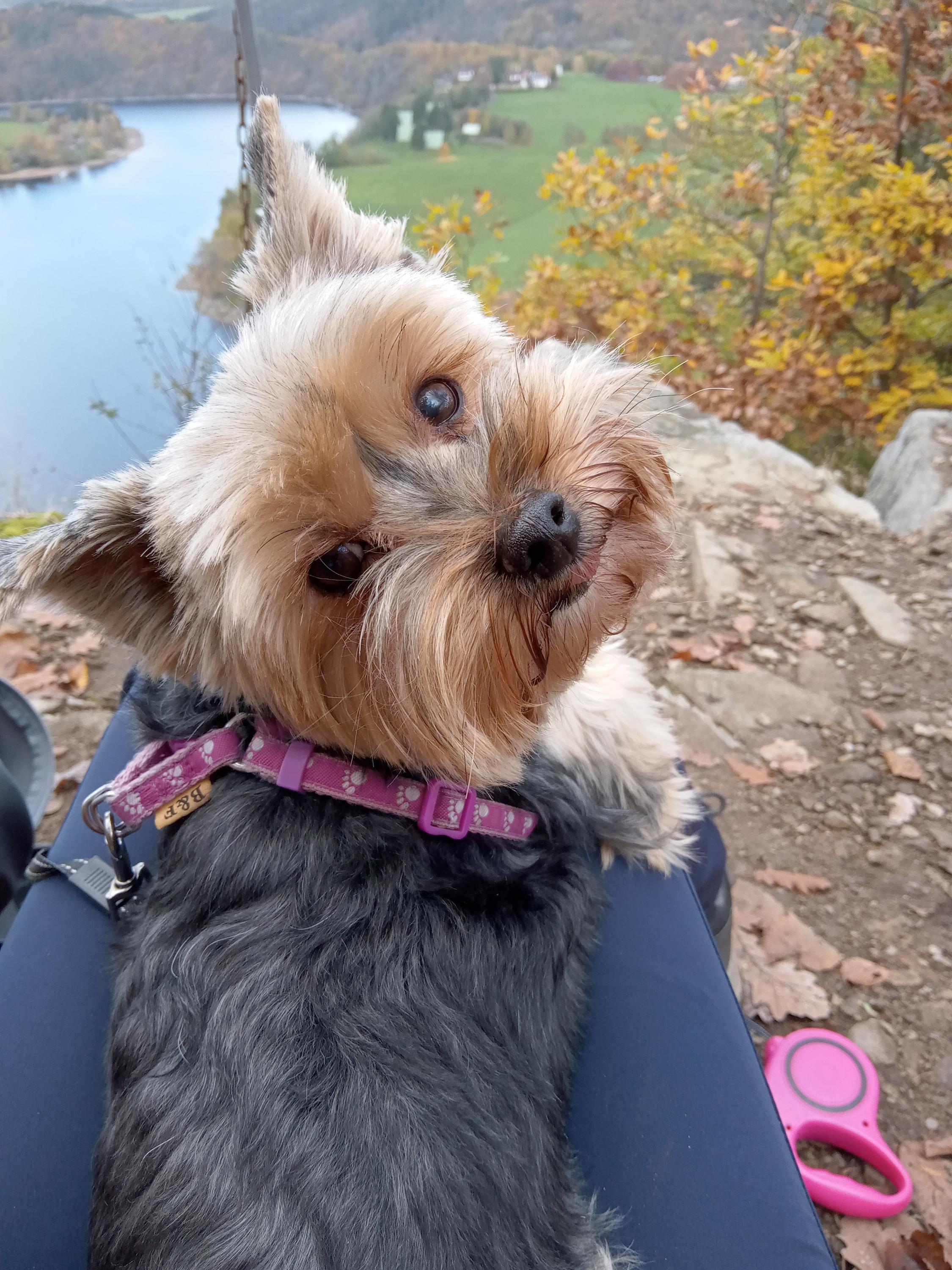 Stříhání a trimování psů Koňaříková foto 2