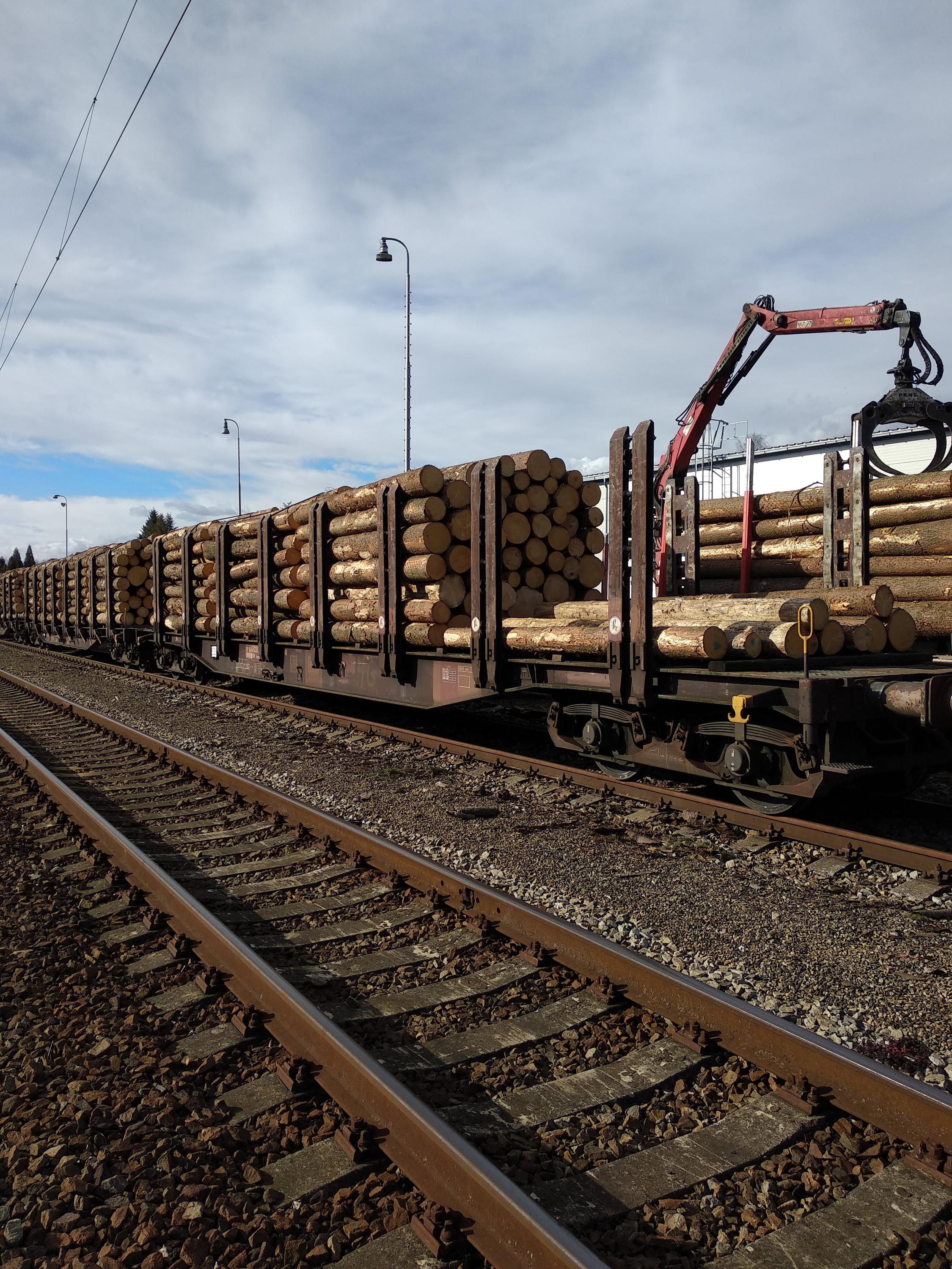 Výkup kůrovcového dřeva foto 4