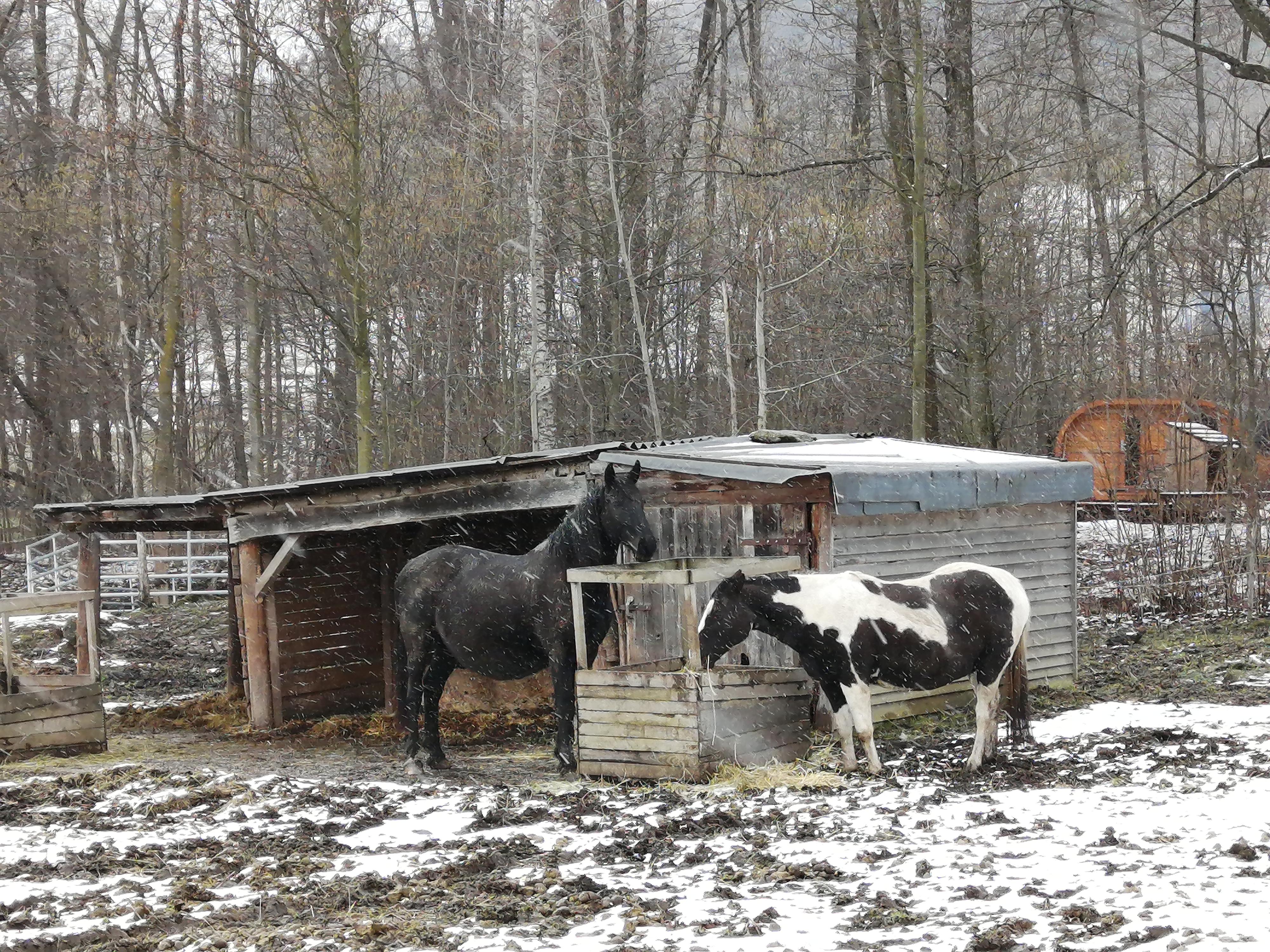 Ranč Mustang foto 6