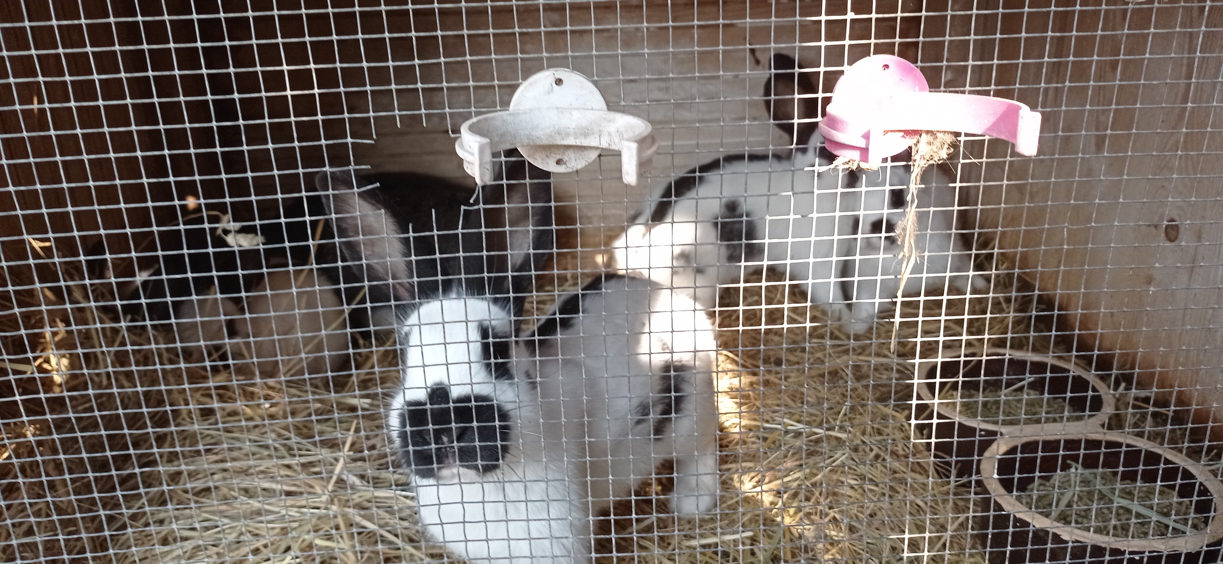 Ing. Zdeněk Mazal - zahradnictví foto 3