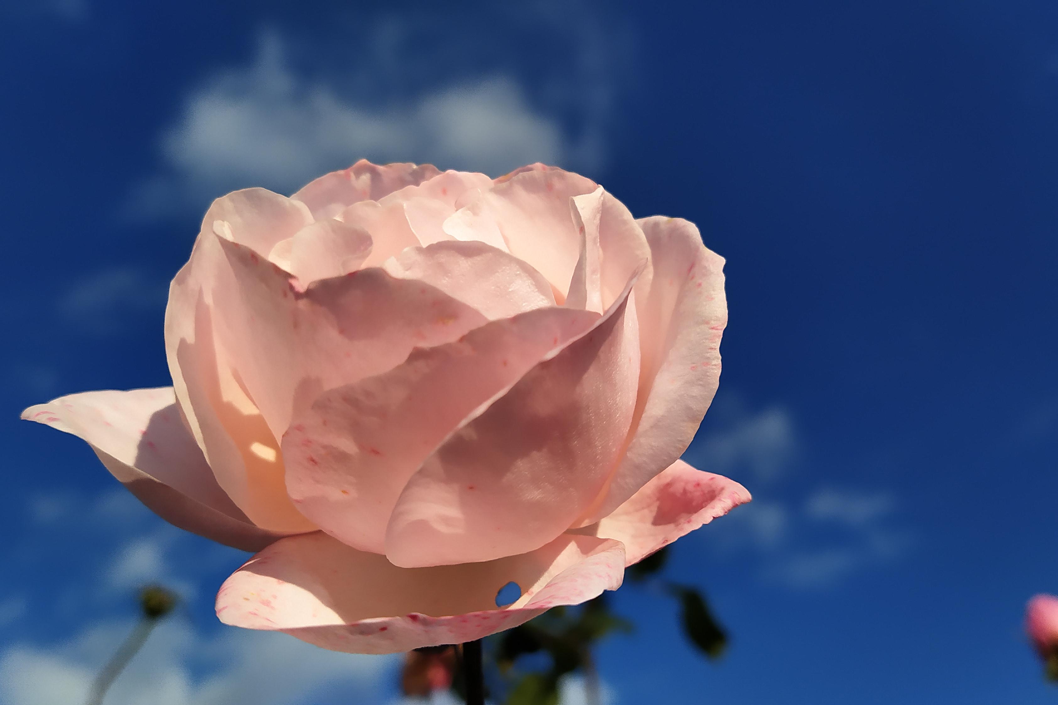 Návrhy a realizace zahrad Veronika Pokorná