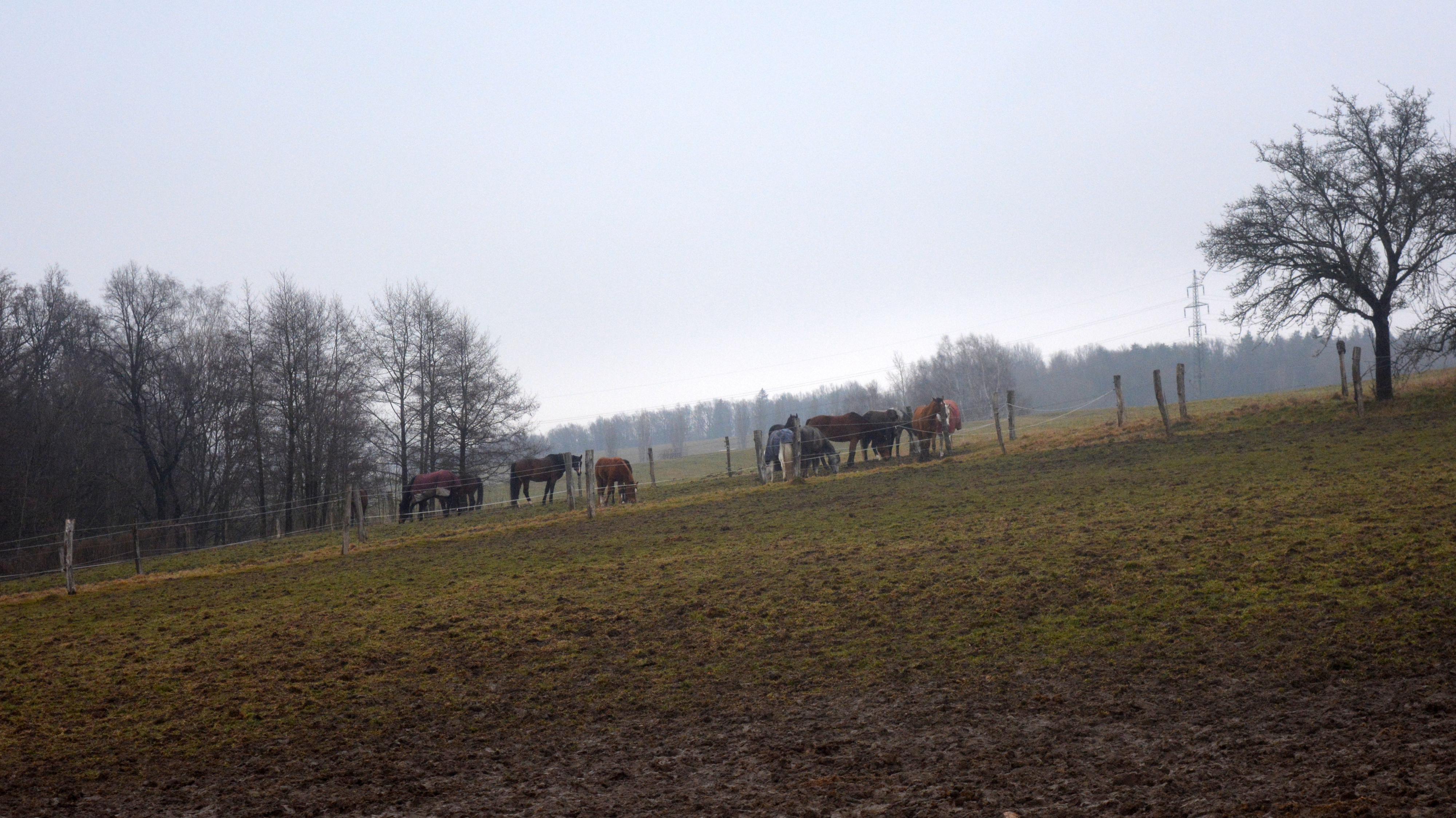 Farma Vysoká - Koňské Stáje foto 3